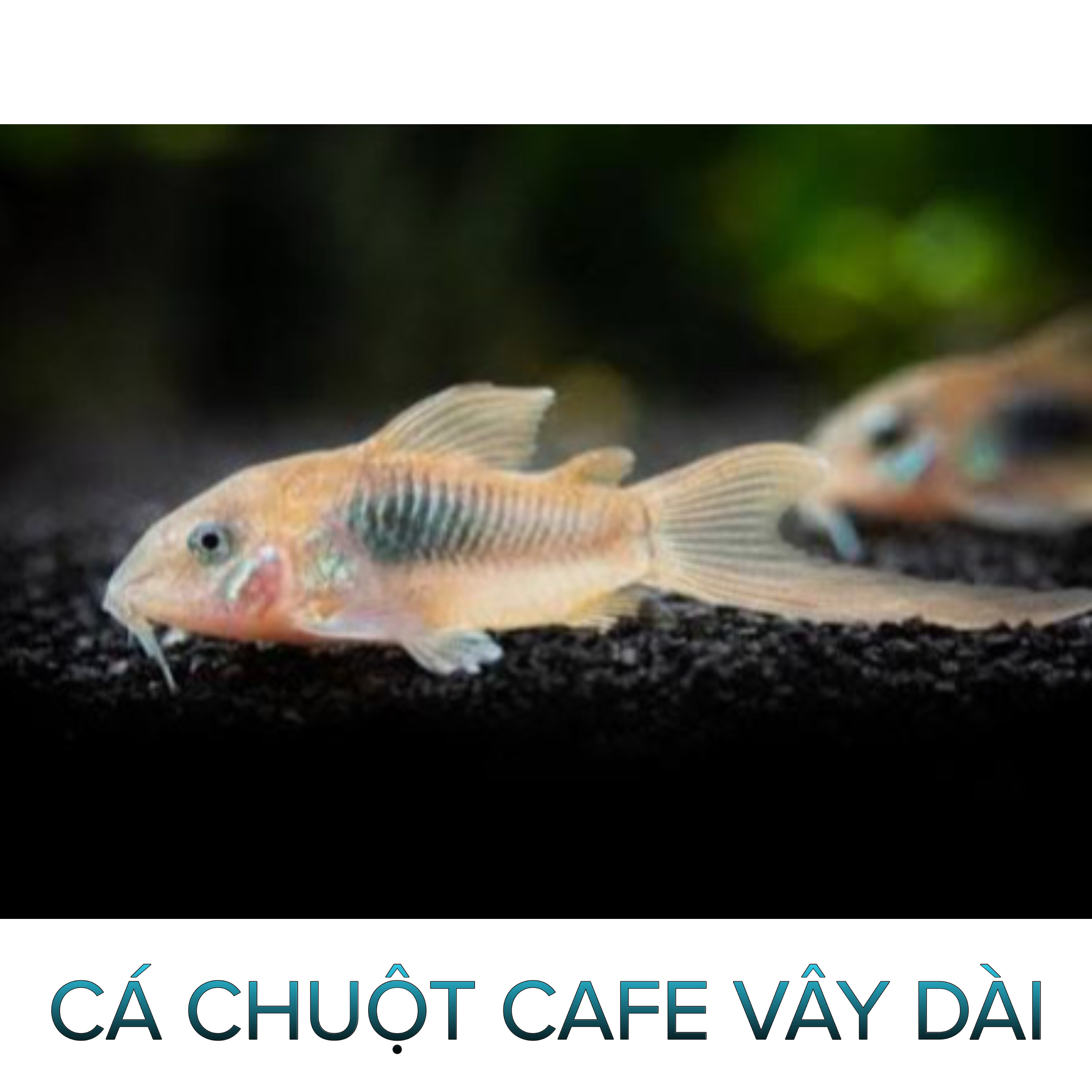 Cá Chuột Cafe Vây Dài- Cá Tầng Đáy- Cá Cảnh Thiên Phước