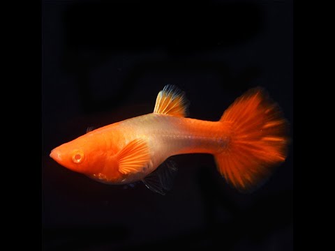 Cá 7 Màu Koi Red- Cá Thủy Sinh- Cá Cảnh Thiên Phước