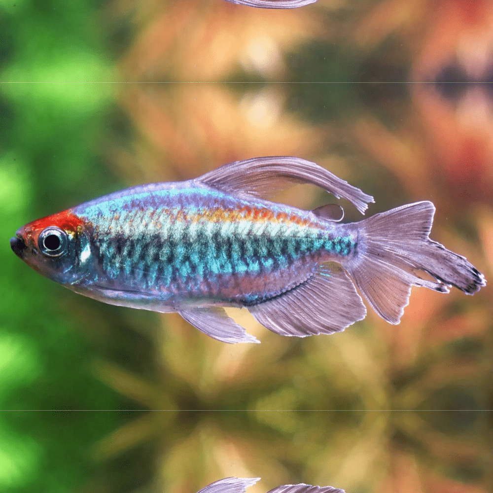 Cá Congo Tetra- Cá Thủy Sinh- Cá Cảnh Thiên Phước
