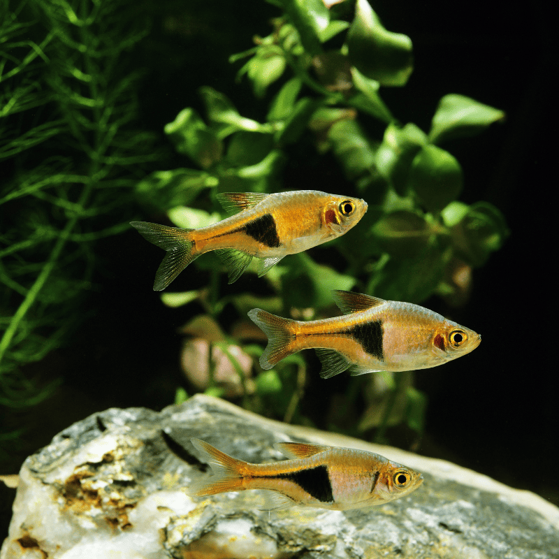 Cá Tam Giác- Cá Thủy Sinh- Cá Cảnh Thiên Phước