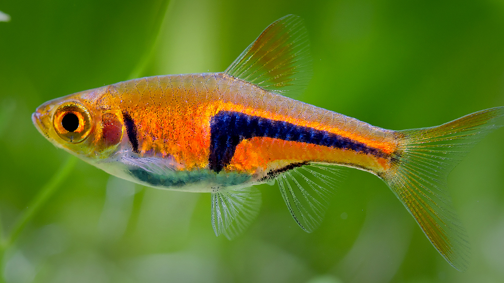 Cá Tam Giác- Cá Thủy Sinh- Cá Cảnh Thiên Phước