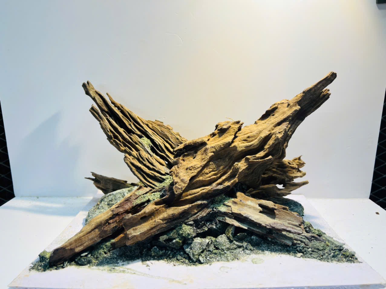 Layout Nature Setup Hồ Thủy Sinh - Cá Cảnh Thiên Phước