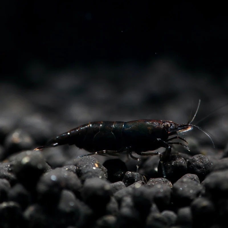 Tép Socola-Socola Shrimp- Tép Thủy Sinh- Cá Cảnh Thiên Phước