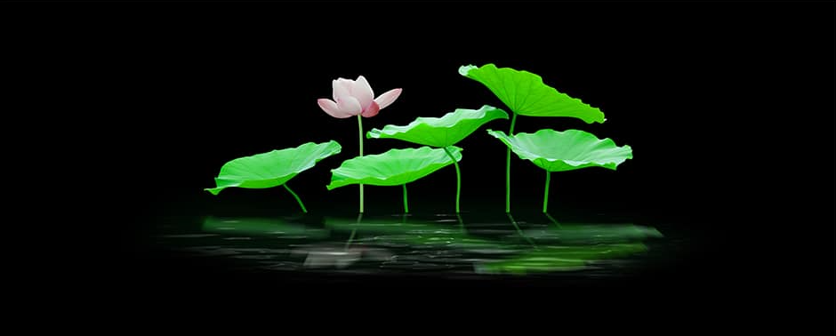 Nền Đen -Tranh 3D  Dán Hồ Cá - Decal Dán Hồ- Cá Cảnh Thiên Phước