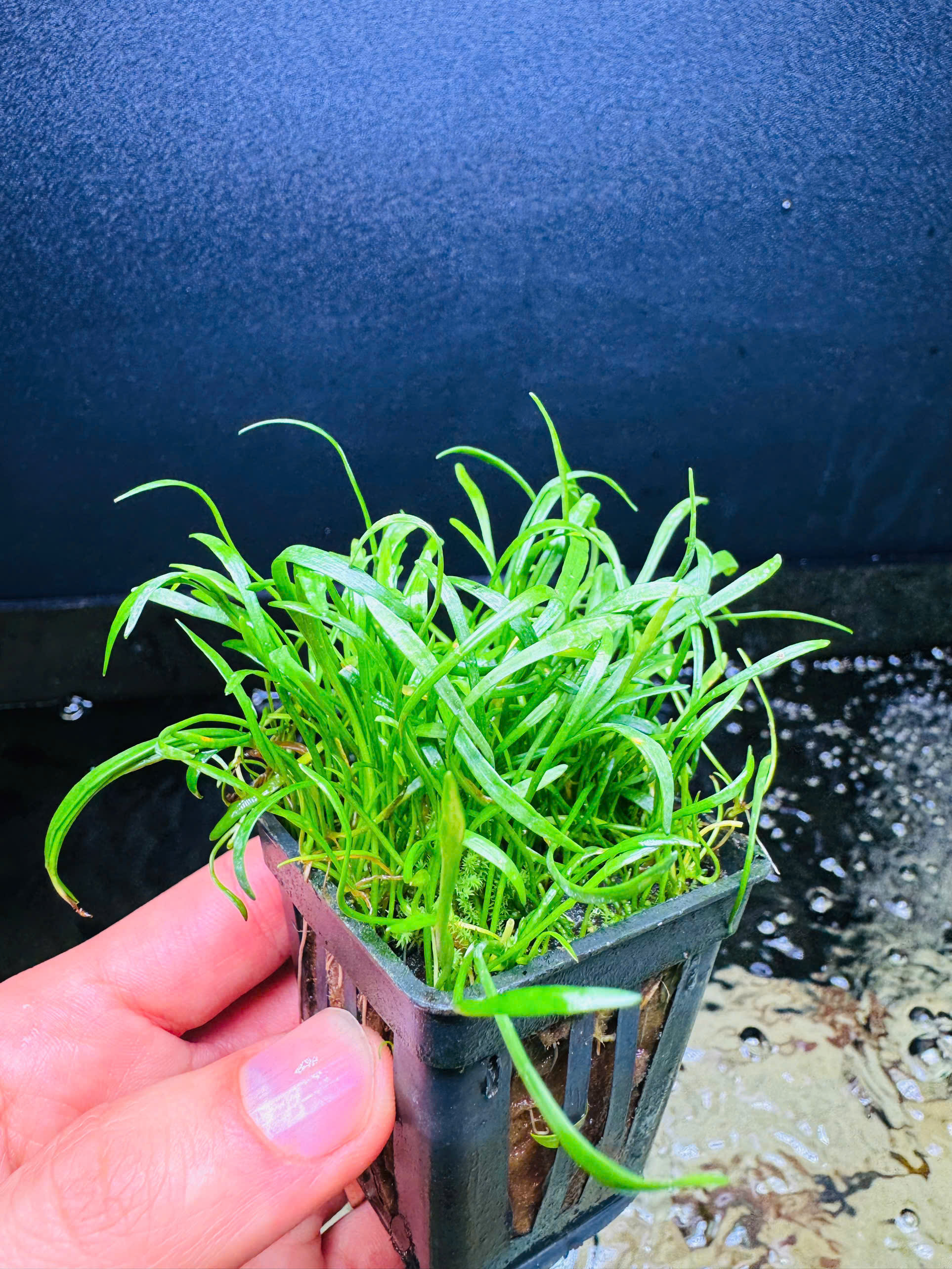 Cây Cỏ Lưỡi Rắn- Cây Thủy Sinh- Cá Cảnh Thiên Phước