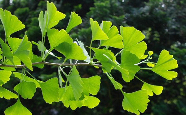 Viên uống bổ não Ginkgo + B Vitamine E, Cholin Đức - 40v