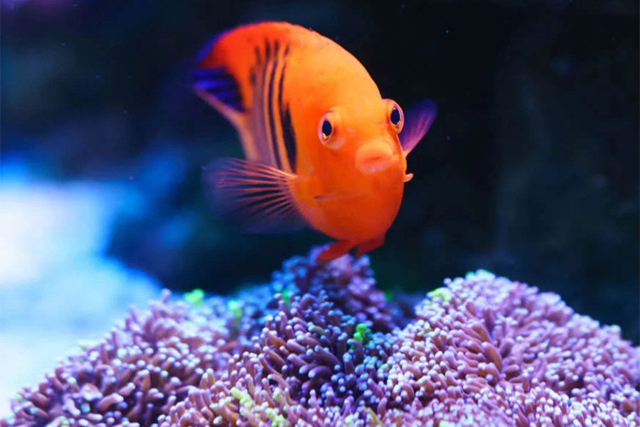 server đa phương tiện tại nhà bằng nas terramaster