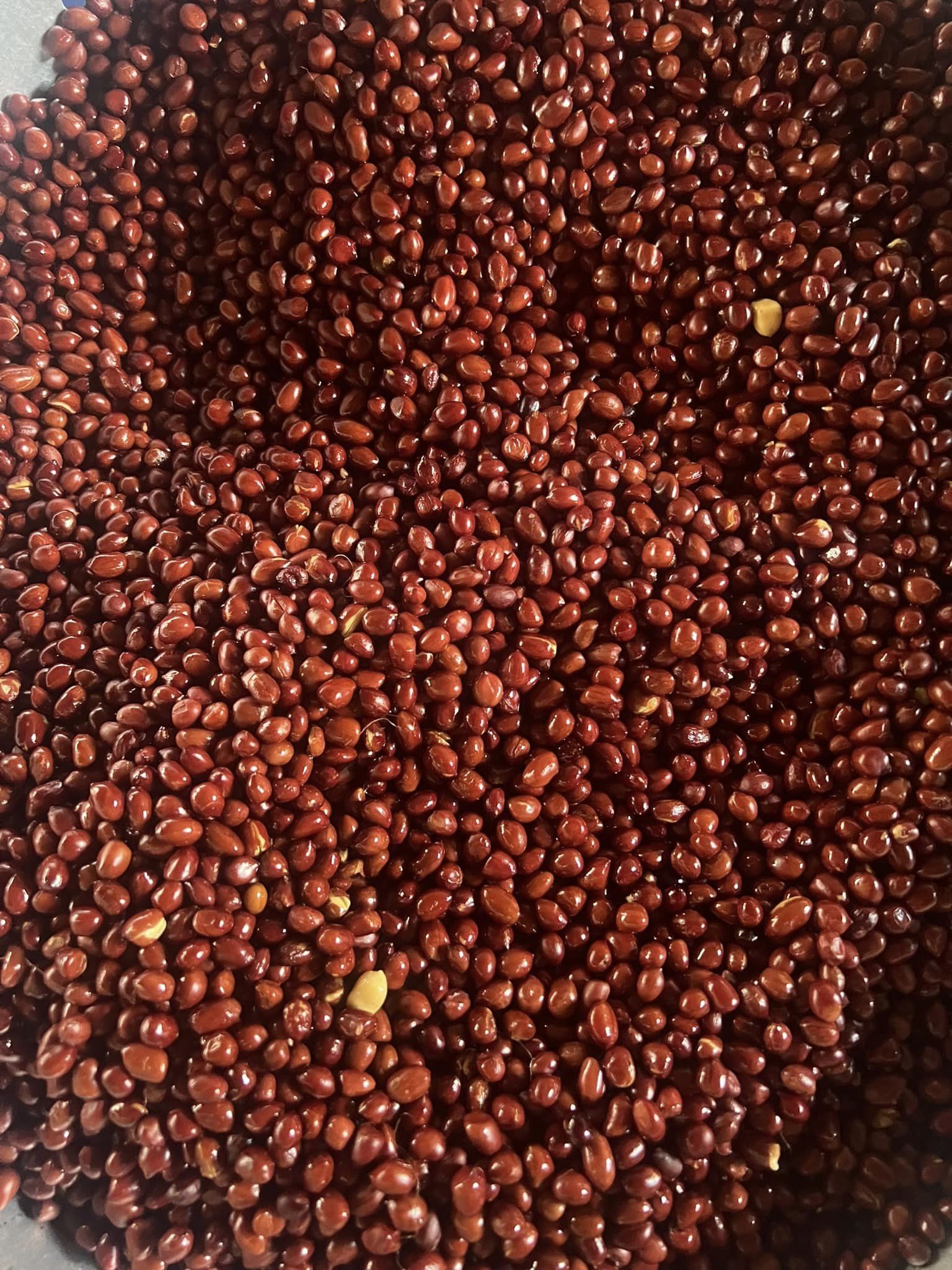 Lạc Nương Đỏ Rang Muối