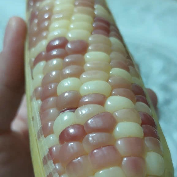 Ngô Nếp Lào Luộc Sẵn