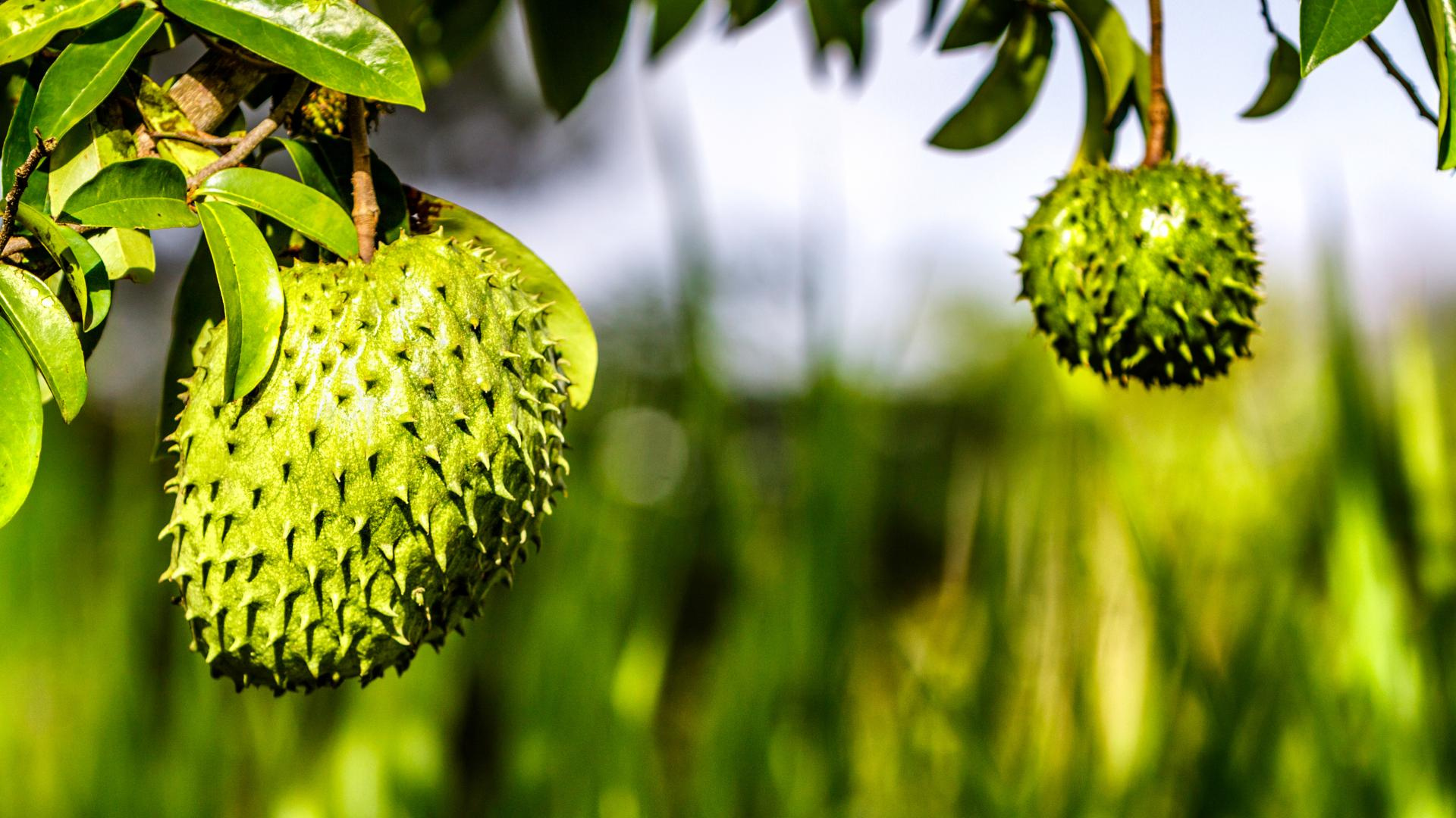 Khám Phá Bí Quyết Làm Đẹp Da Từ Trà Lá Mãng Cầu Xiêm