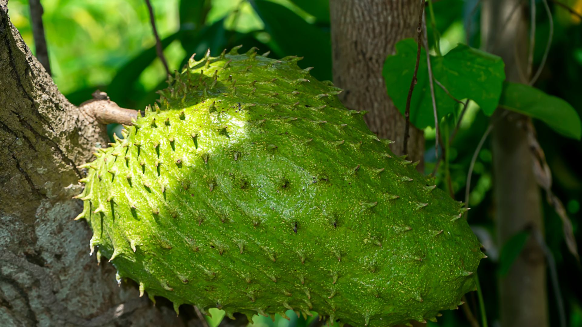 Top 5 Lợi Ích Sức Khỏe Từ Trà Lá Mãng Cầu Xiêm