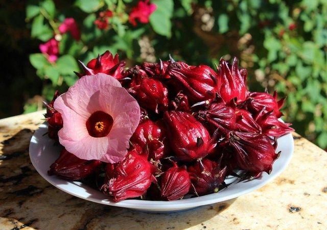 Món Ăn Ít Calo: Bí Quyết Giảm Cân Không Cần Nhịn Đói