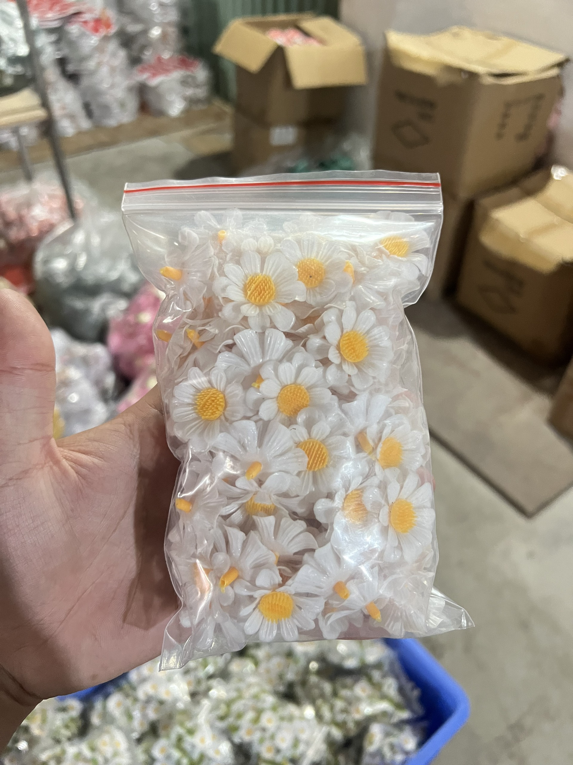 HOA CÚC/ NHIỀU MÀU