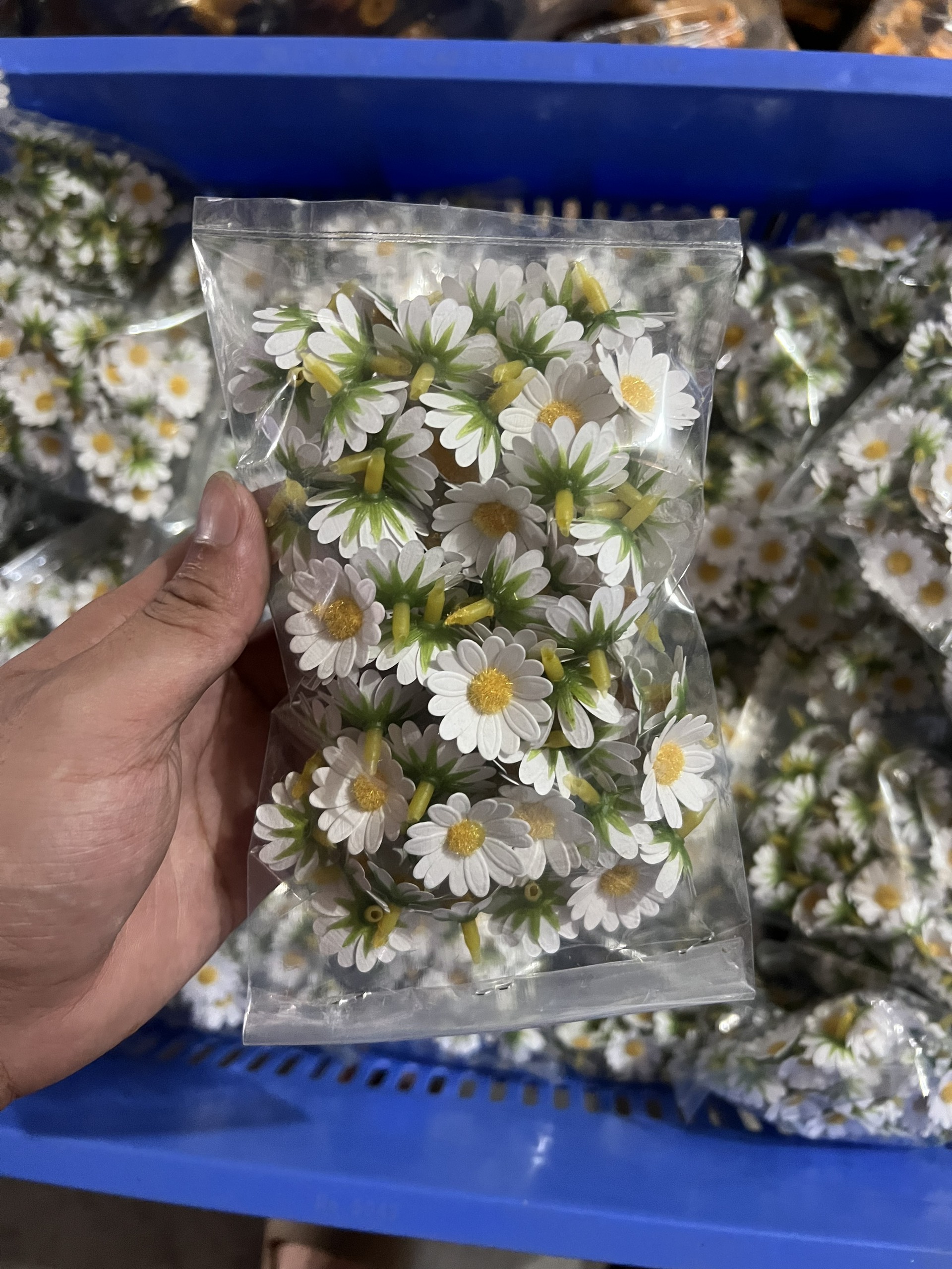 HOA CÚC/ NHIỀU MÀU