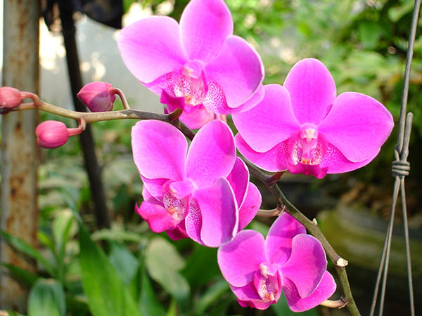 Hướng dẫn cách chọn hoa lan đẹp 