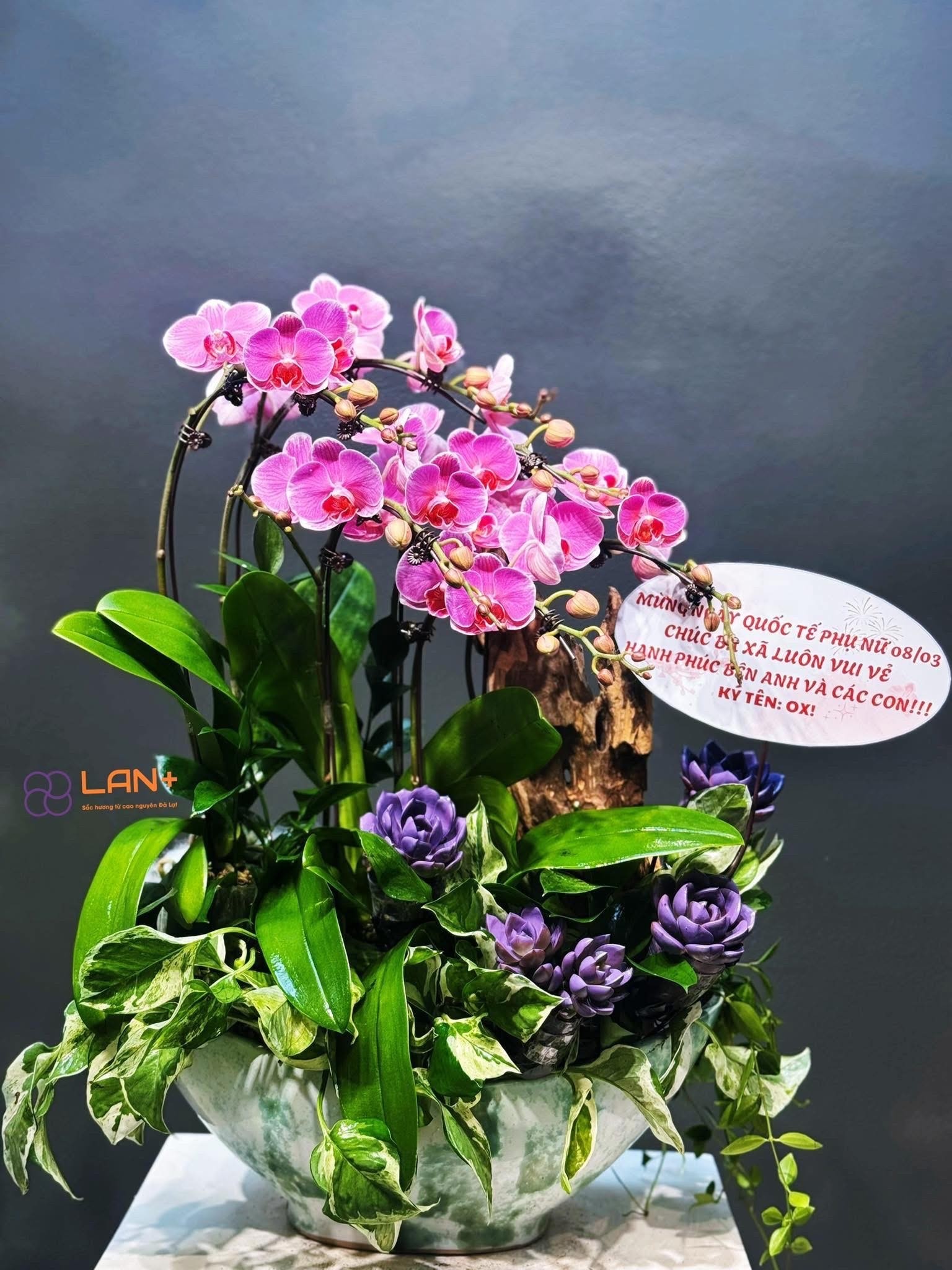 CHẬU THUYỀN TIỂU CẢNH 6 CÀNH LAN MINI