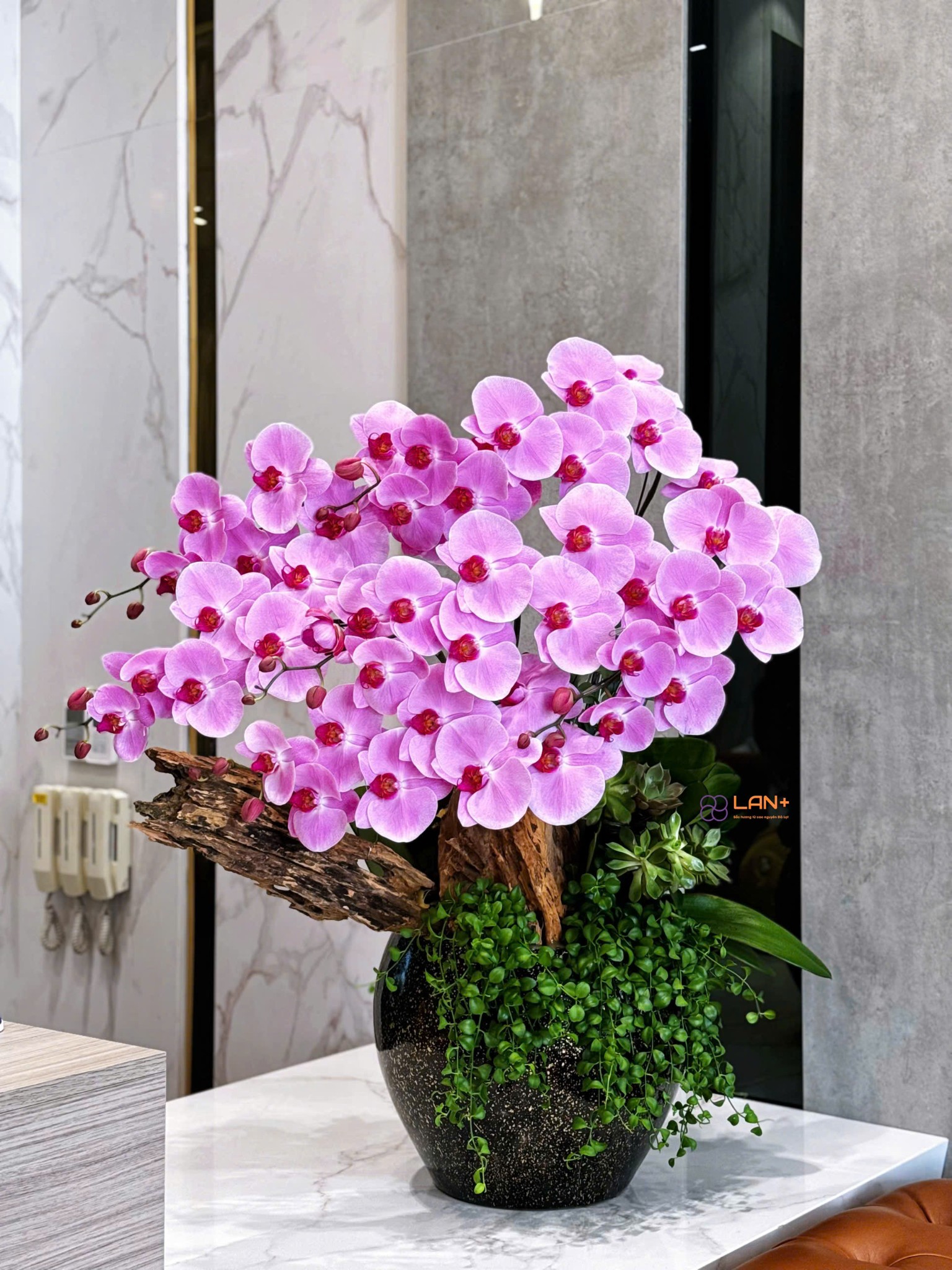 CHẬU TIỂU CẢNH 6 CÀNH LAN ĐẠI