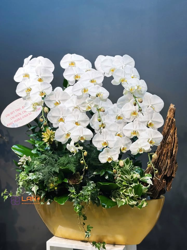 CHẬU THUYỀN 6 CÀNH LAN ĐẠI KẾT HỢP LŨA
