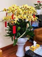 CHẬU 25 CÀNH LAN ĐẠI