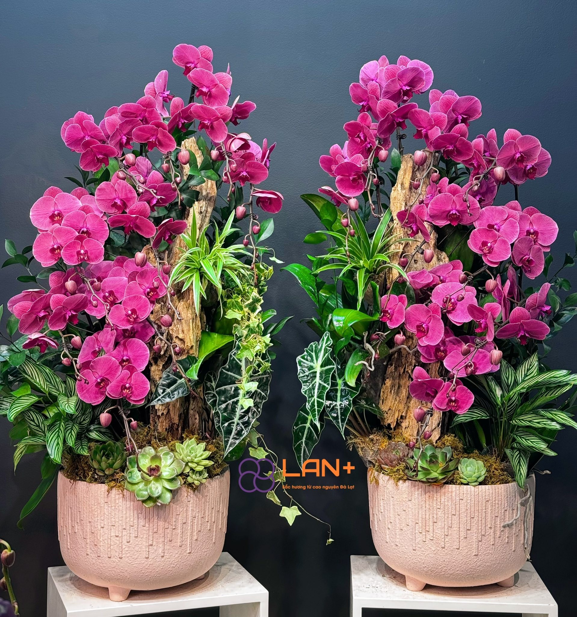 CHẬU TIỂU CẢNH 9 CÀNH