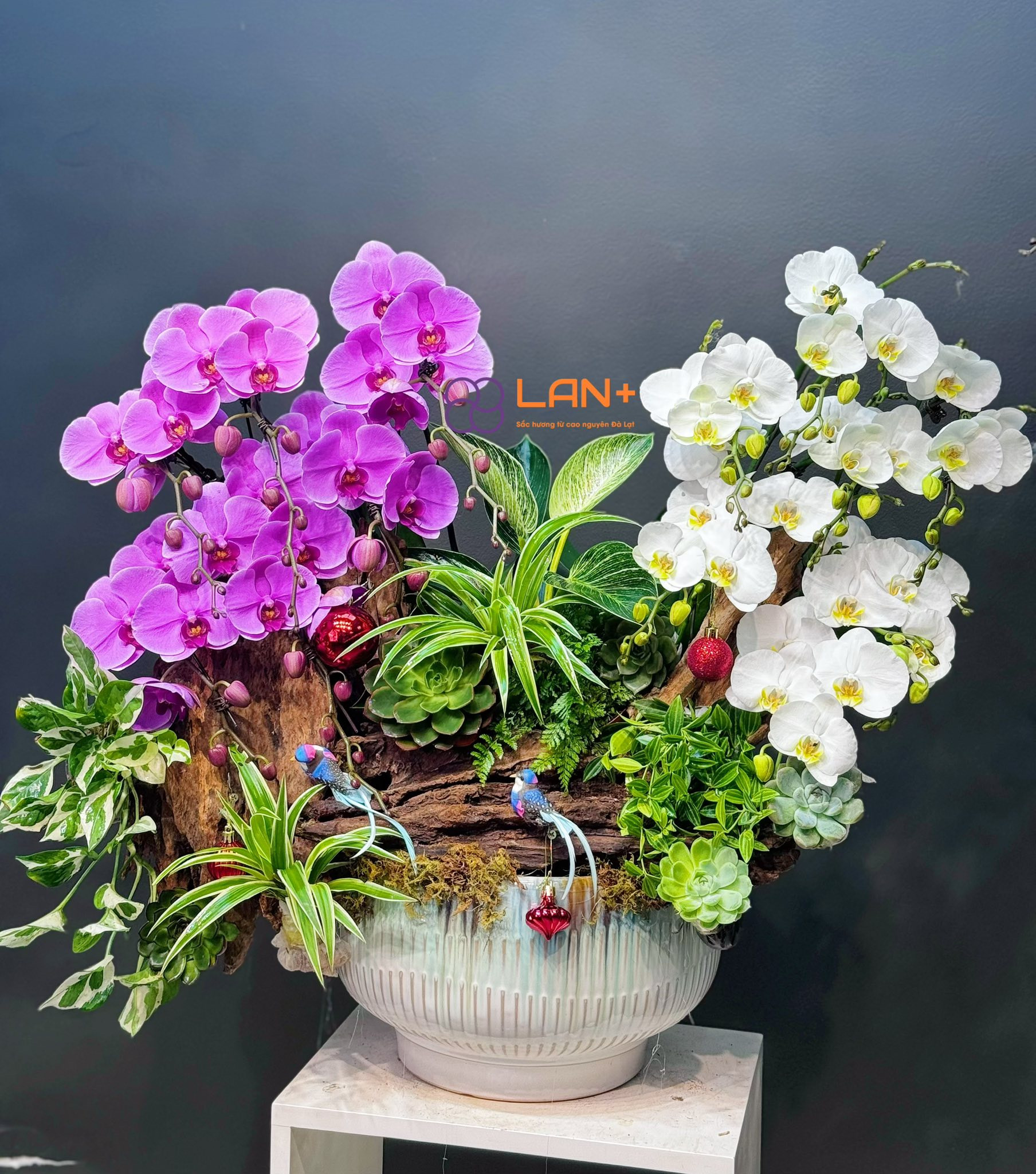 CHẬU TIỂU CẢNH MIX TRẮNG VÀ HỒNG