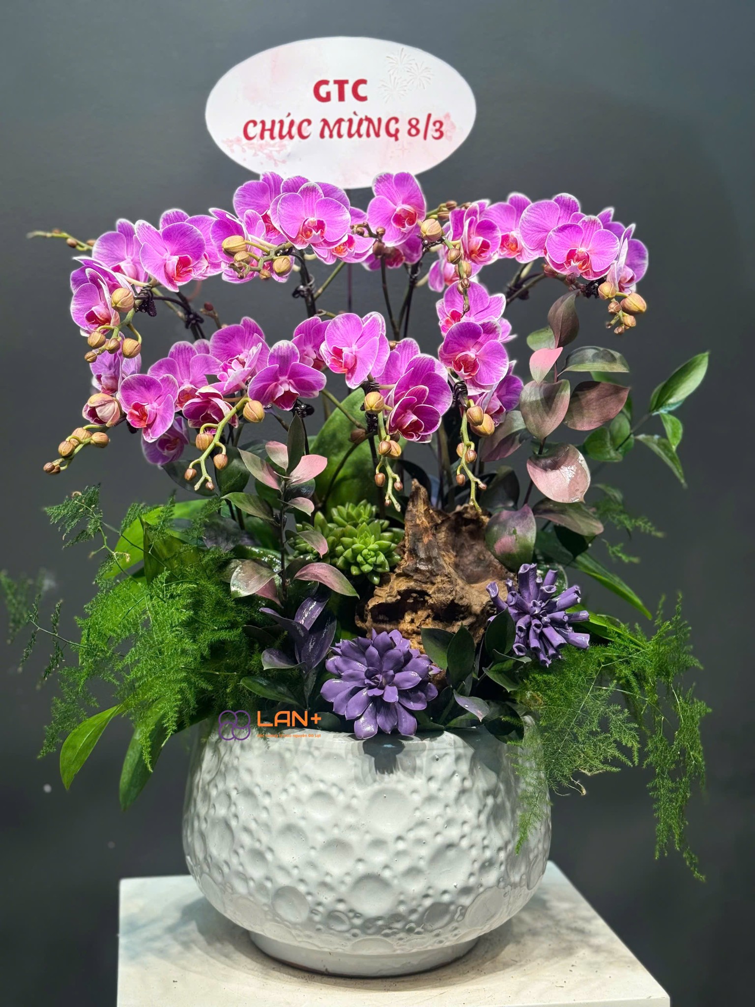 CHẬU TIỂU CẢNH 8 CÀNH LAN MINI