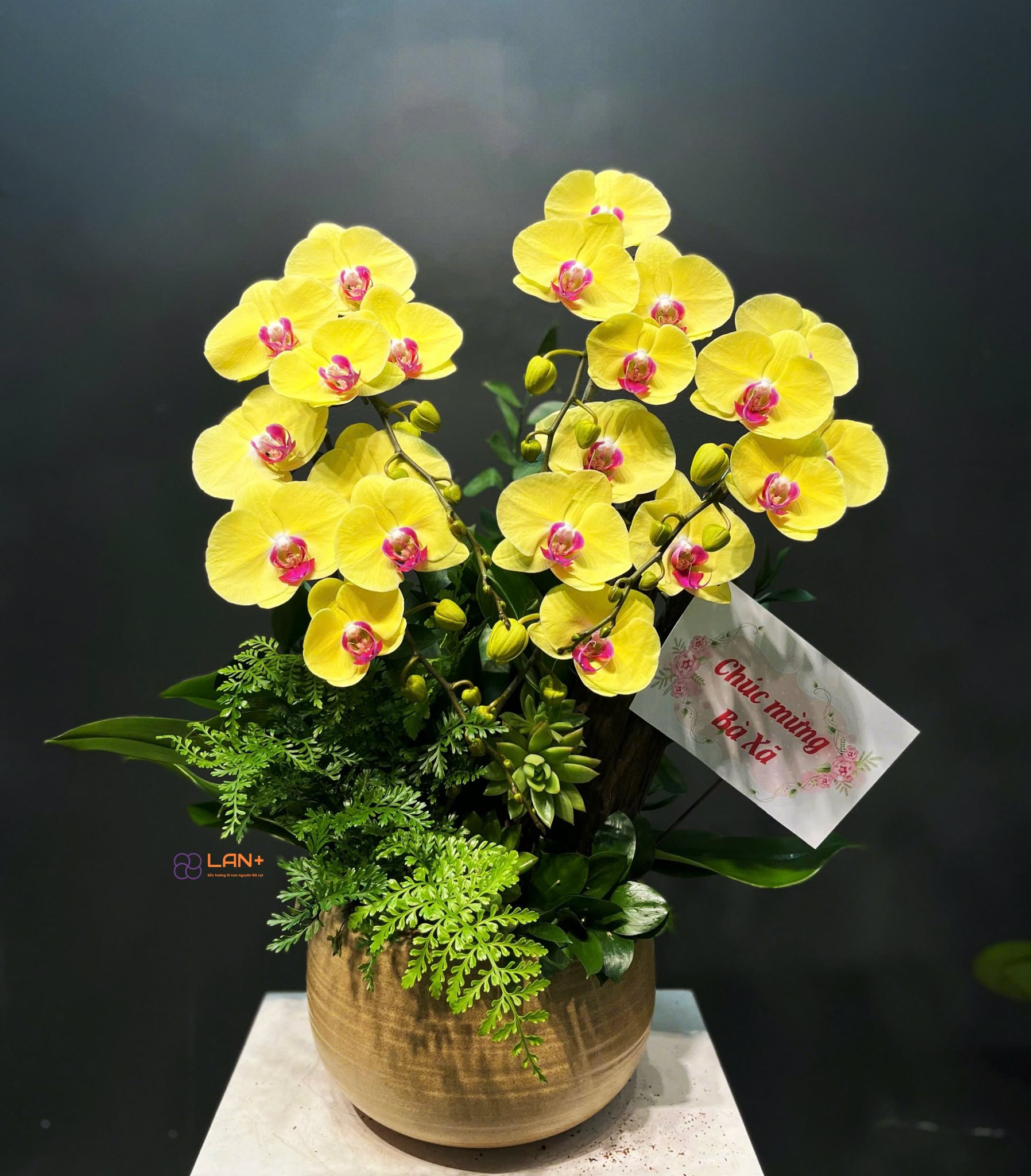 CHẬU TIỂU CẢNH 5 CÀNH ĐẠI