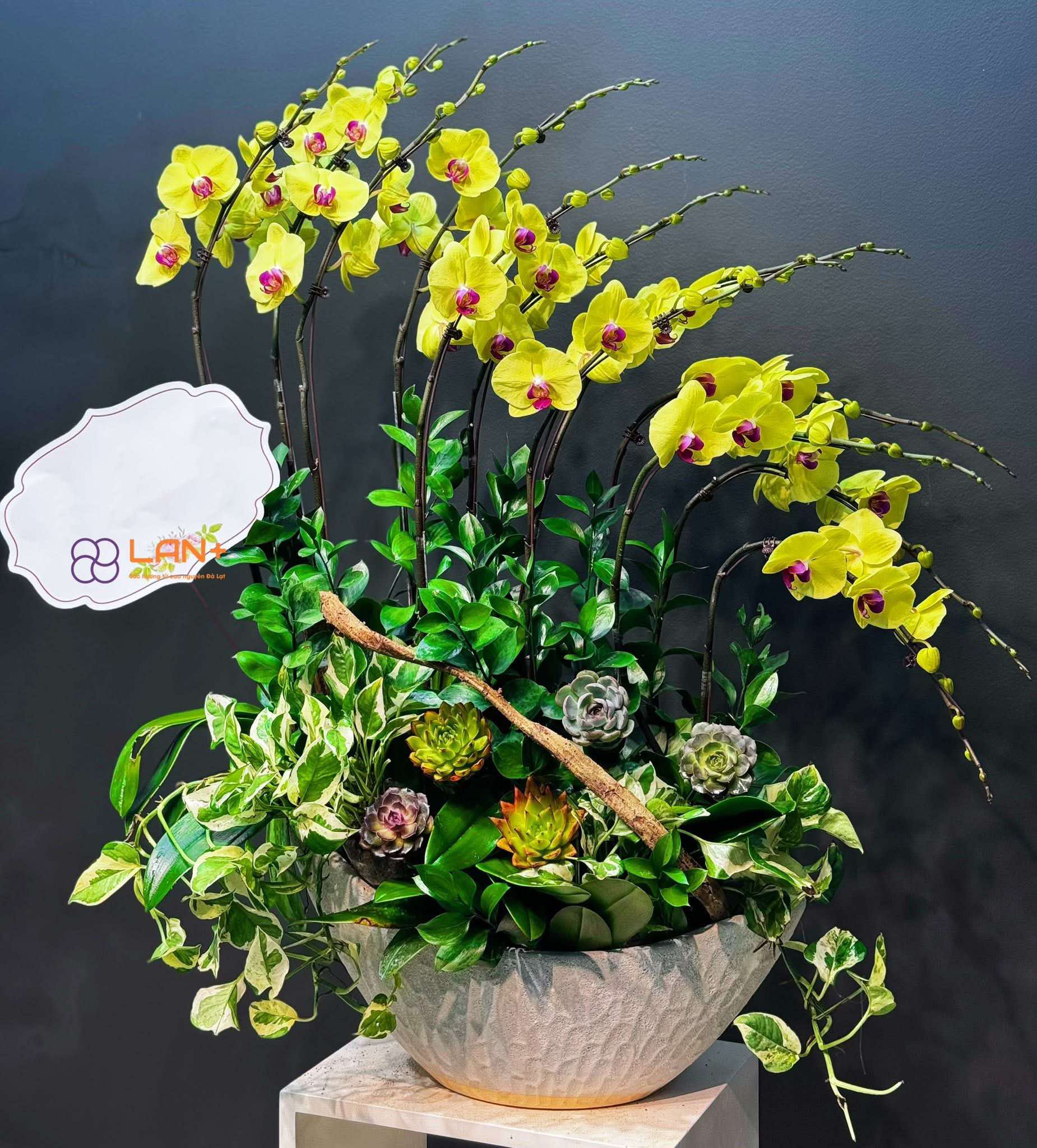 CHẬU THUYỀN 12 CÀNH VÀNG