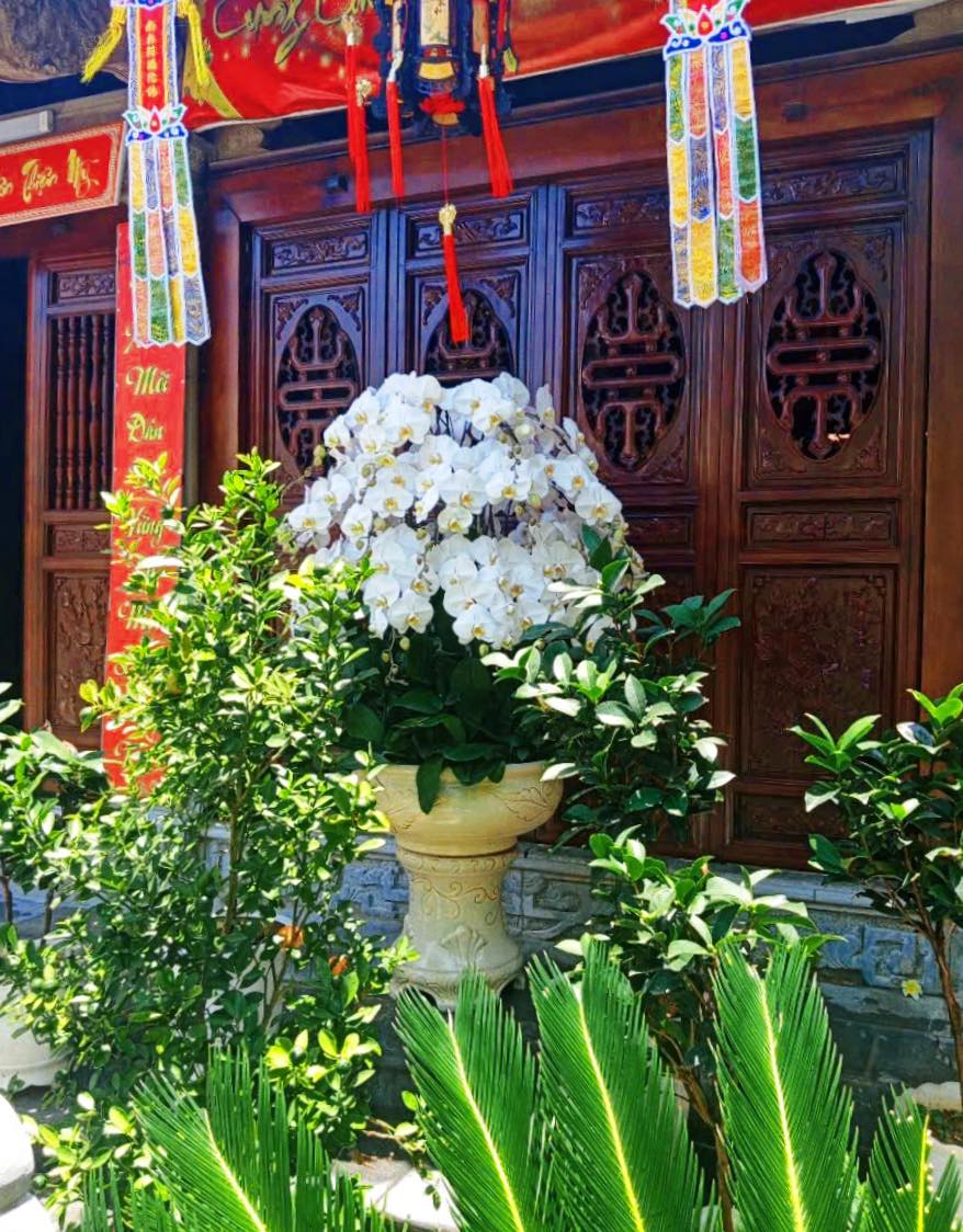 CHẬU 30 CÀNH LAN HỒ ĐIỆP