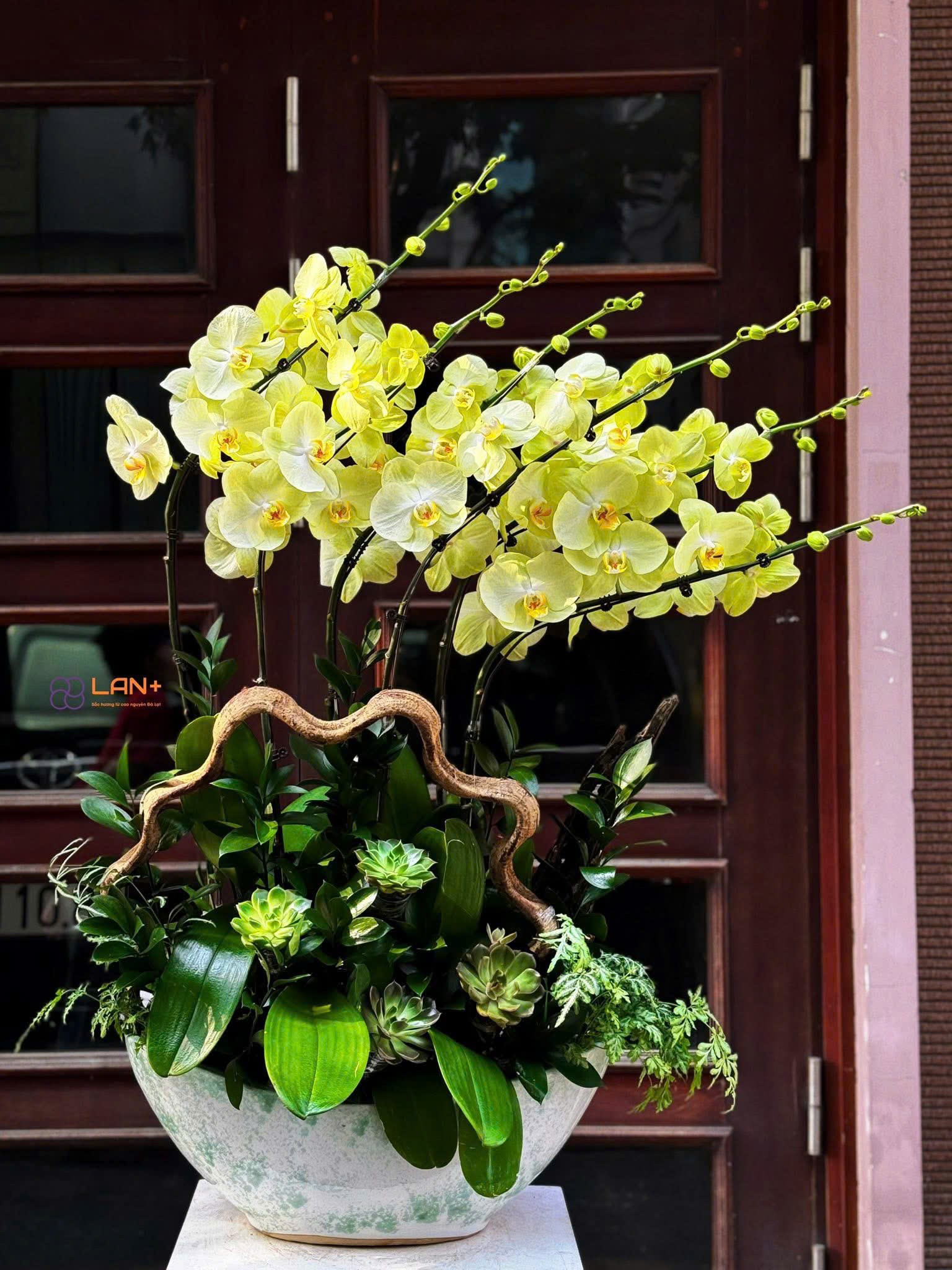 CHẬU THUYỀN 6 CÀNH LAN ĐẠI