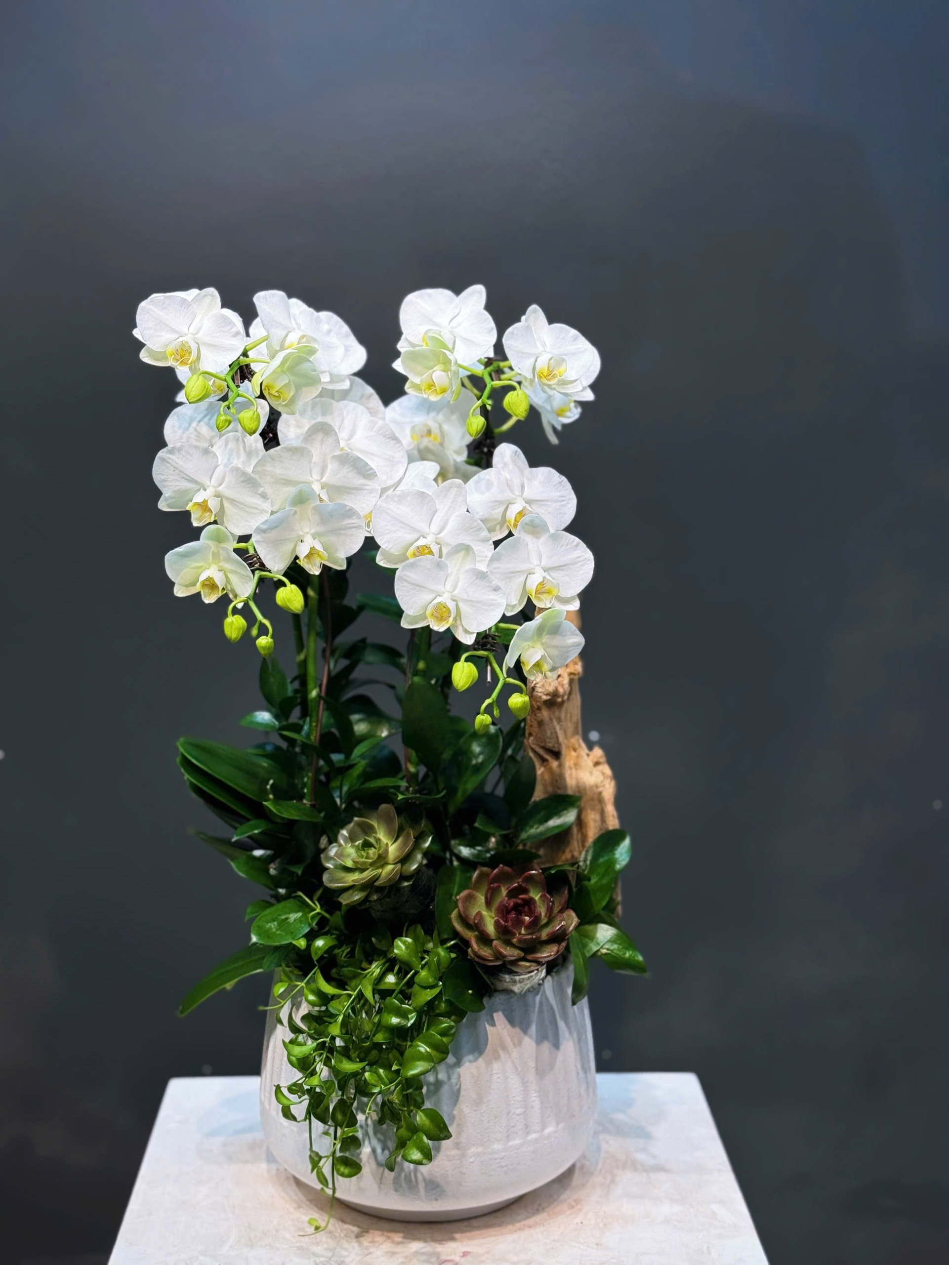 CHẬU TIỂU CẢNH 4 CÀNH TRẮNG MINI