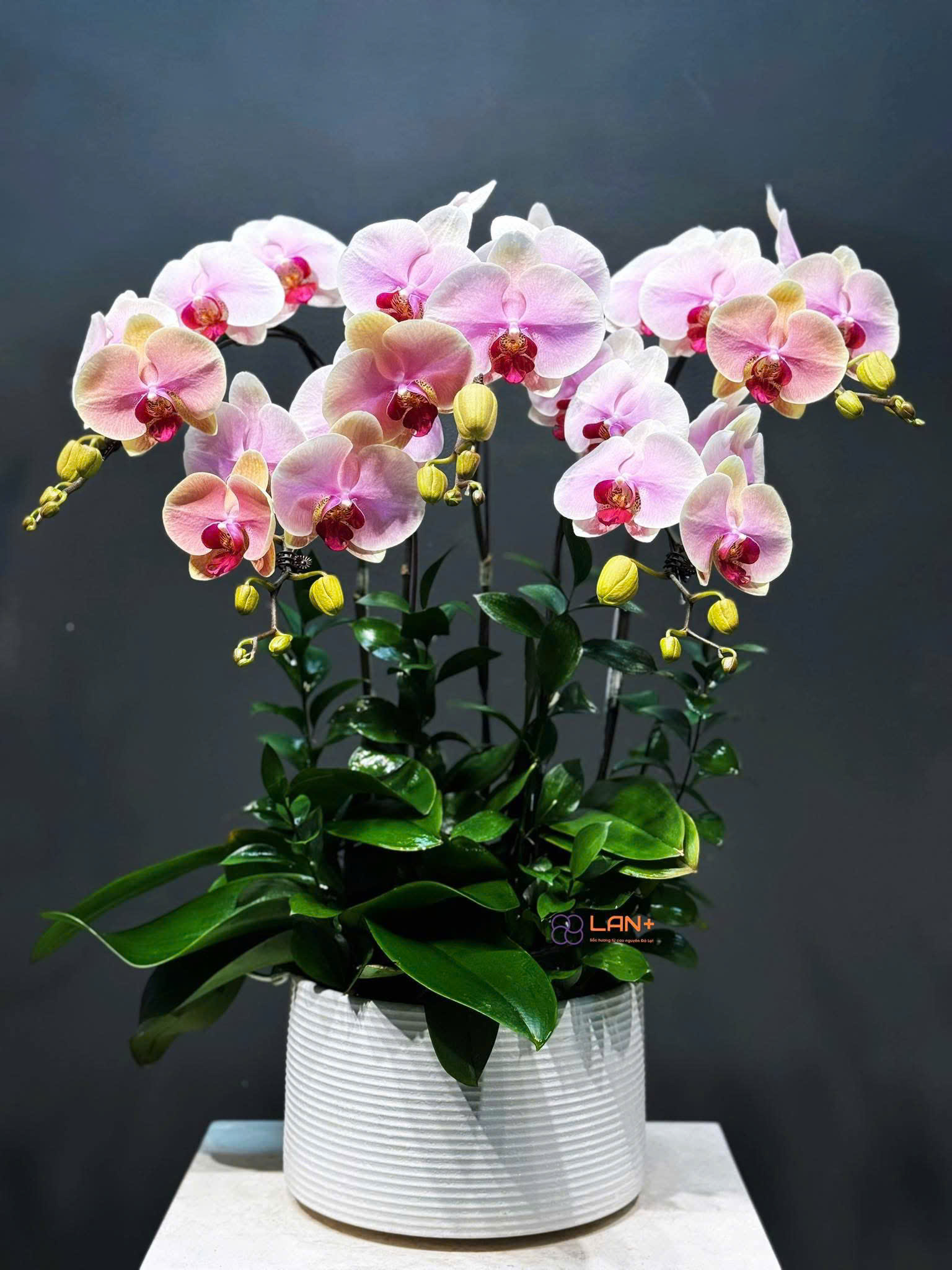 CHẬU 5 CÀNH LAN ĐẠI