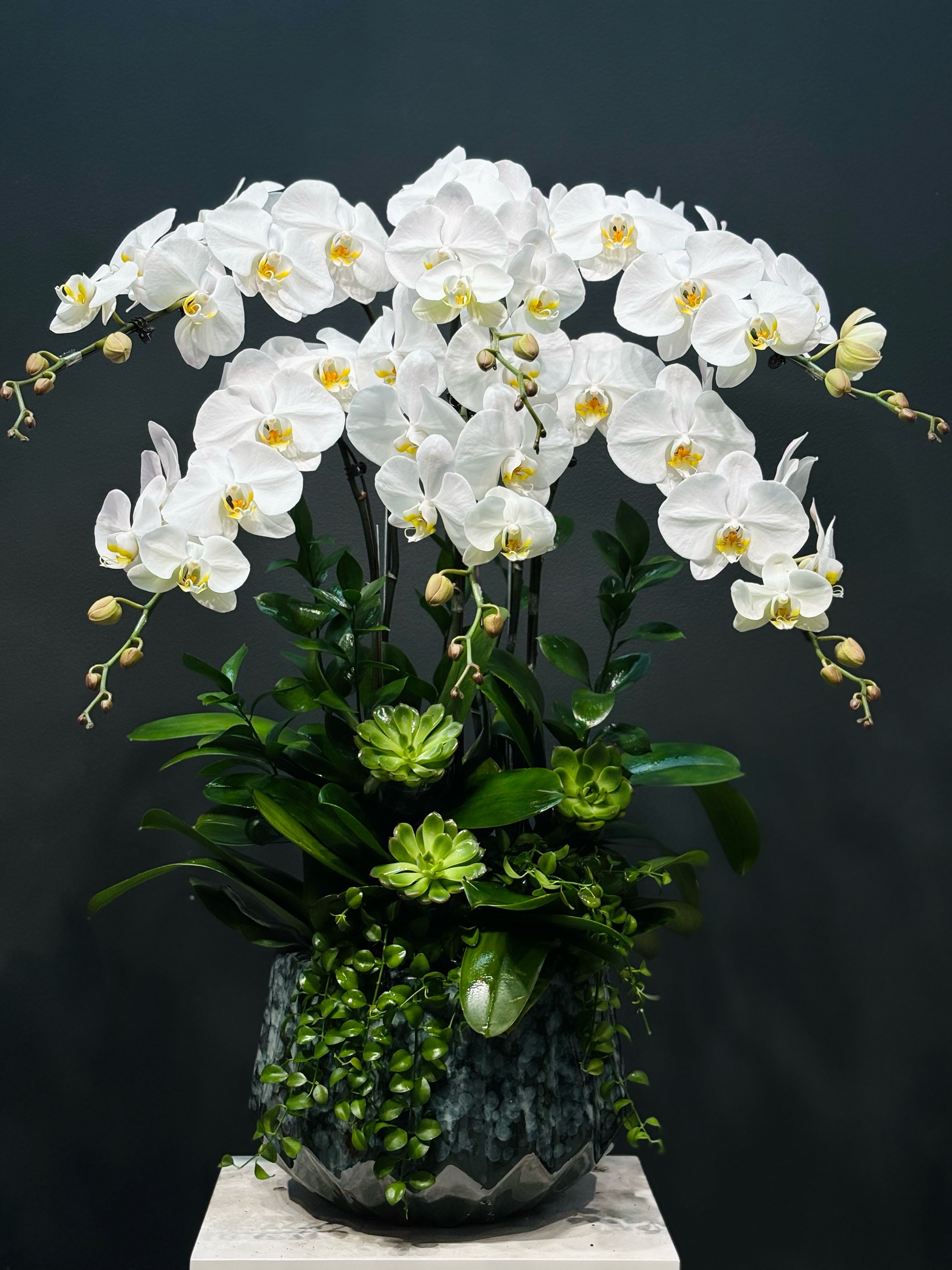 CHẬU 6 CÀNH LAN ĐẠI