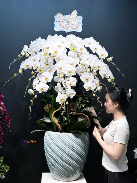 CHẬU 12 CÀNH LAN ĐẠI