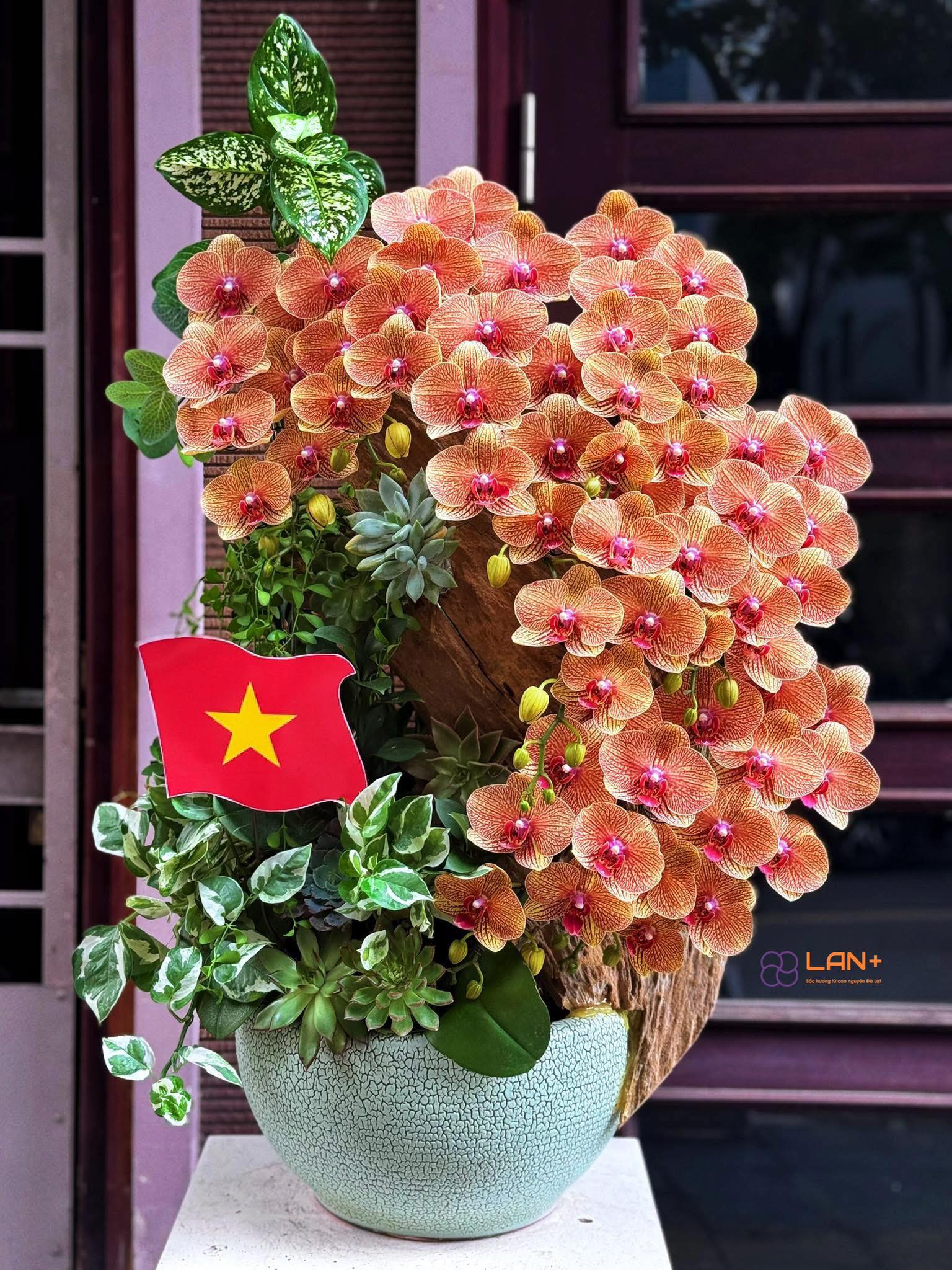 CHẬU TIỂU CẢNH 8 CÀNH LAN ĐẠI