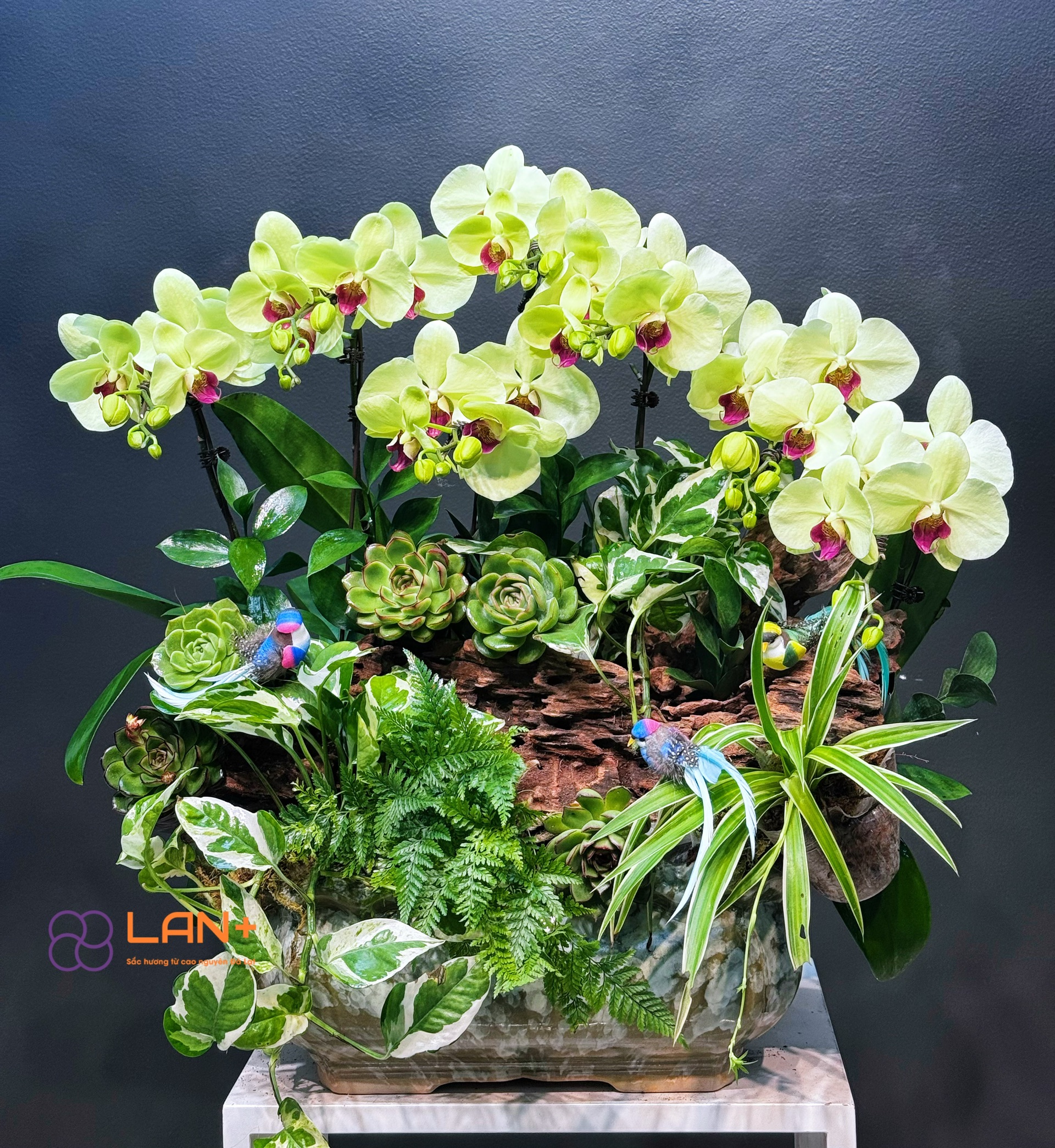 CHẬU TIỂU CẢNH 8 CÀNH LAN TRUNG