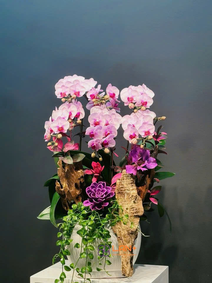 CHẬU TIỂU CẢNH 6 CÀNH LAN MINI