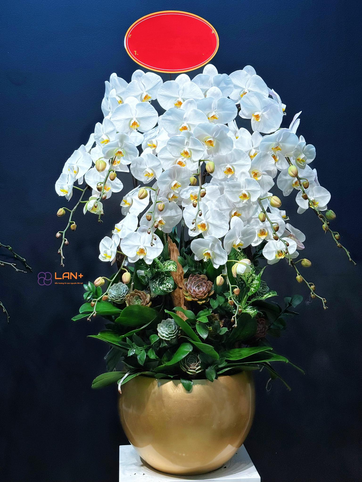 CHẬU 10 CÀNH LAN TRỒNG TRÊN CHẬU COMPOSITE
