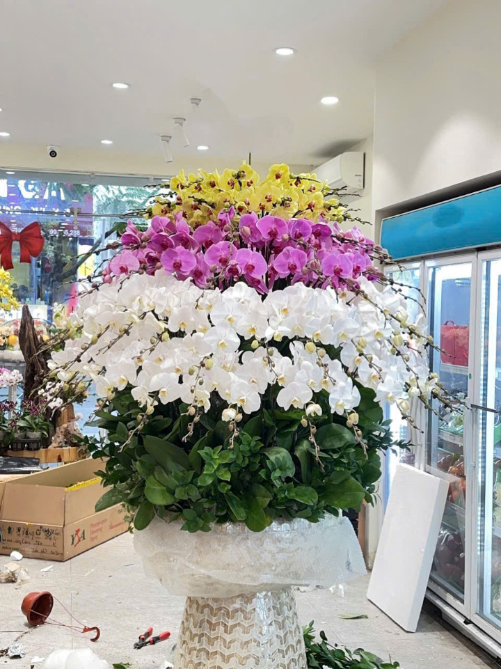 CHẬU 100 CÀNH MIX 4 MÀU LAN ĐẠI TRỒNG TRÊN CHẬU ĐÔN KHẢM TRAI CAO