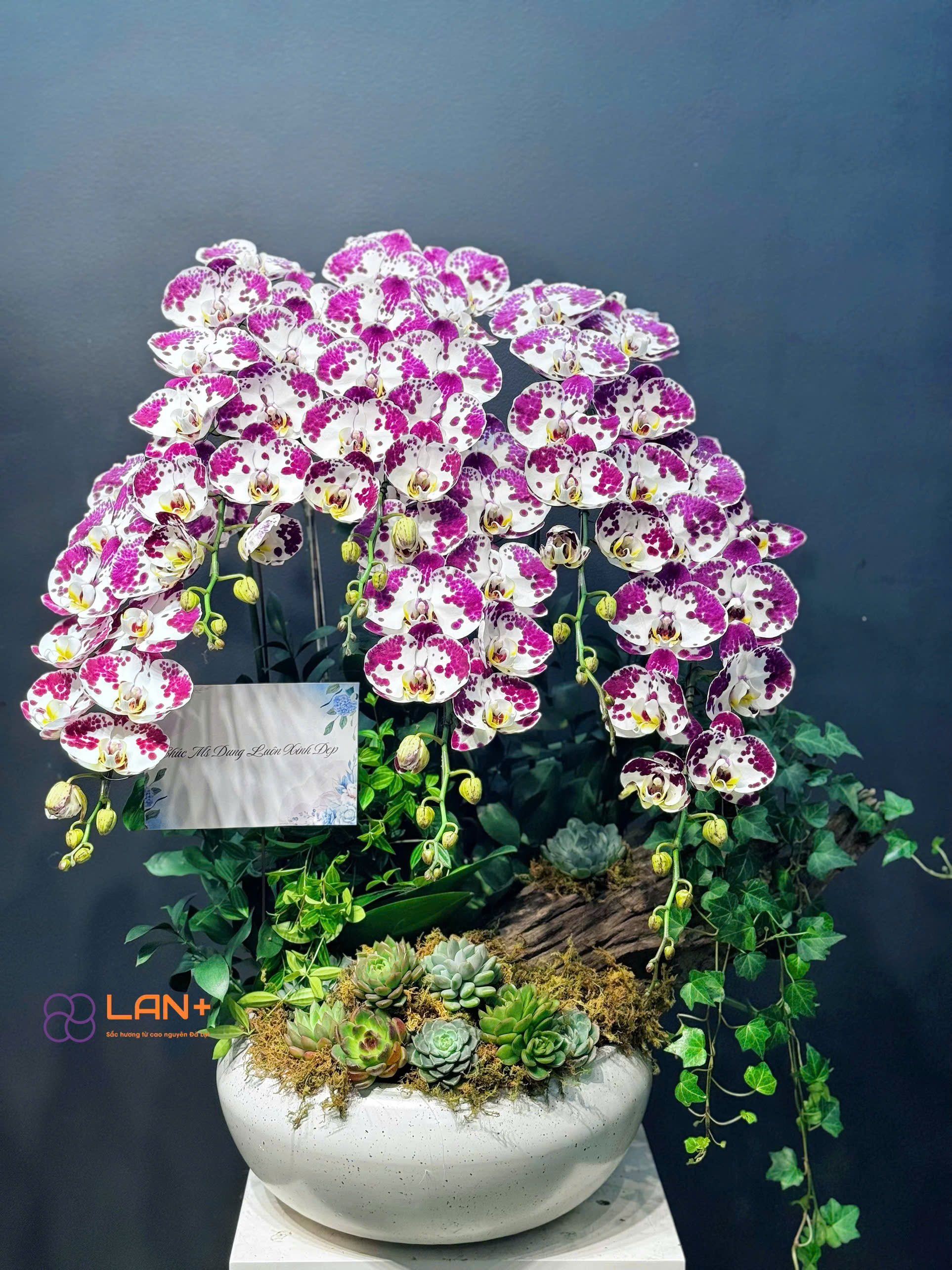 CHẬU TIỂU CẢNH  6 CÀNH LAN ĐẠI