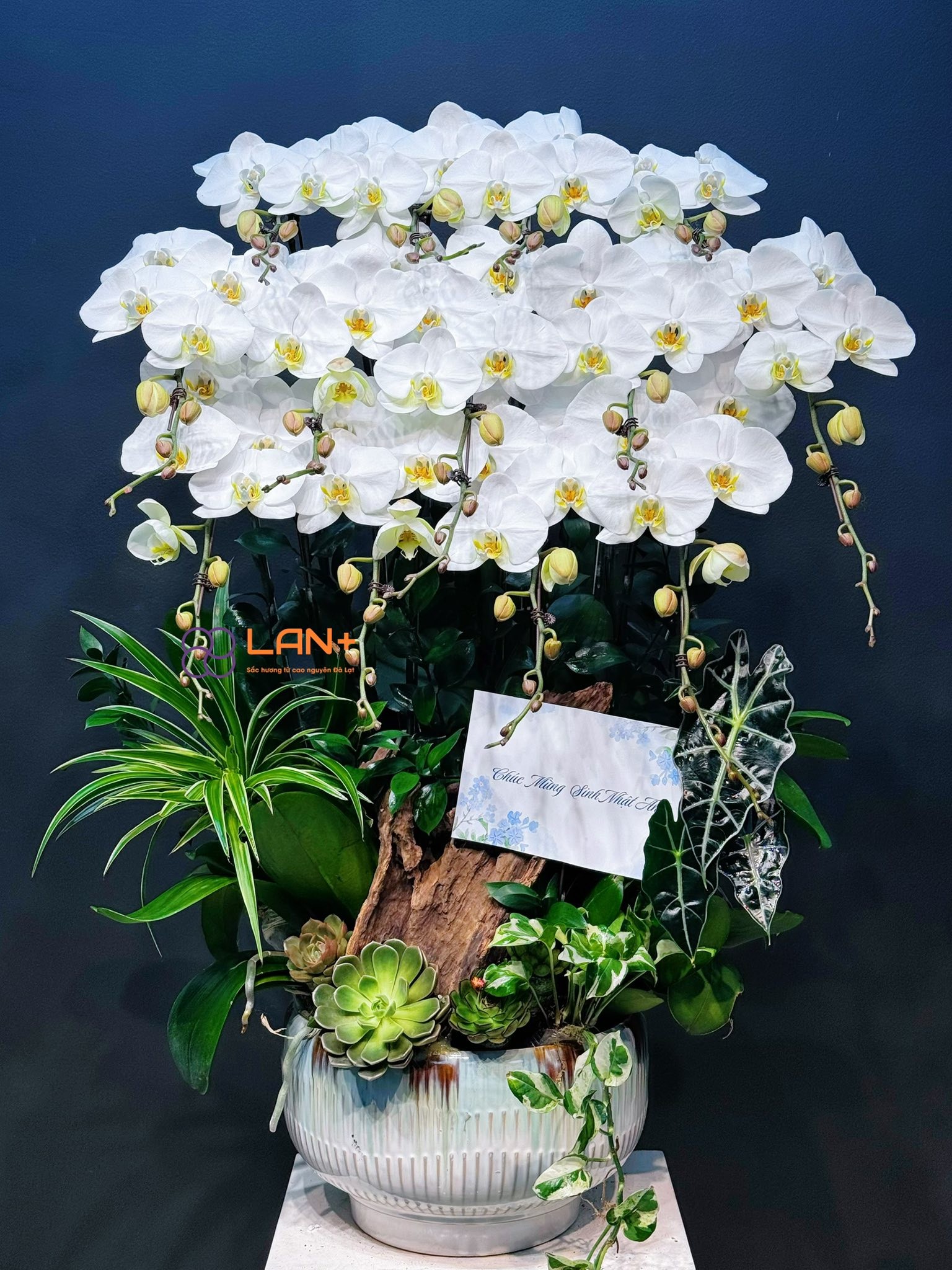 CHẬU 13 CÀNH TRẮNG