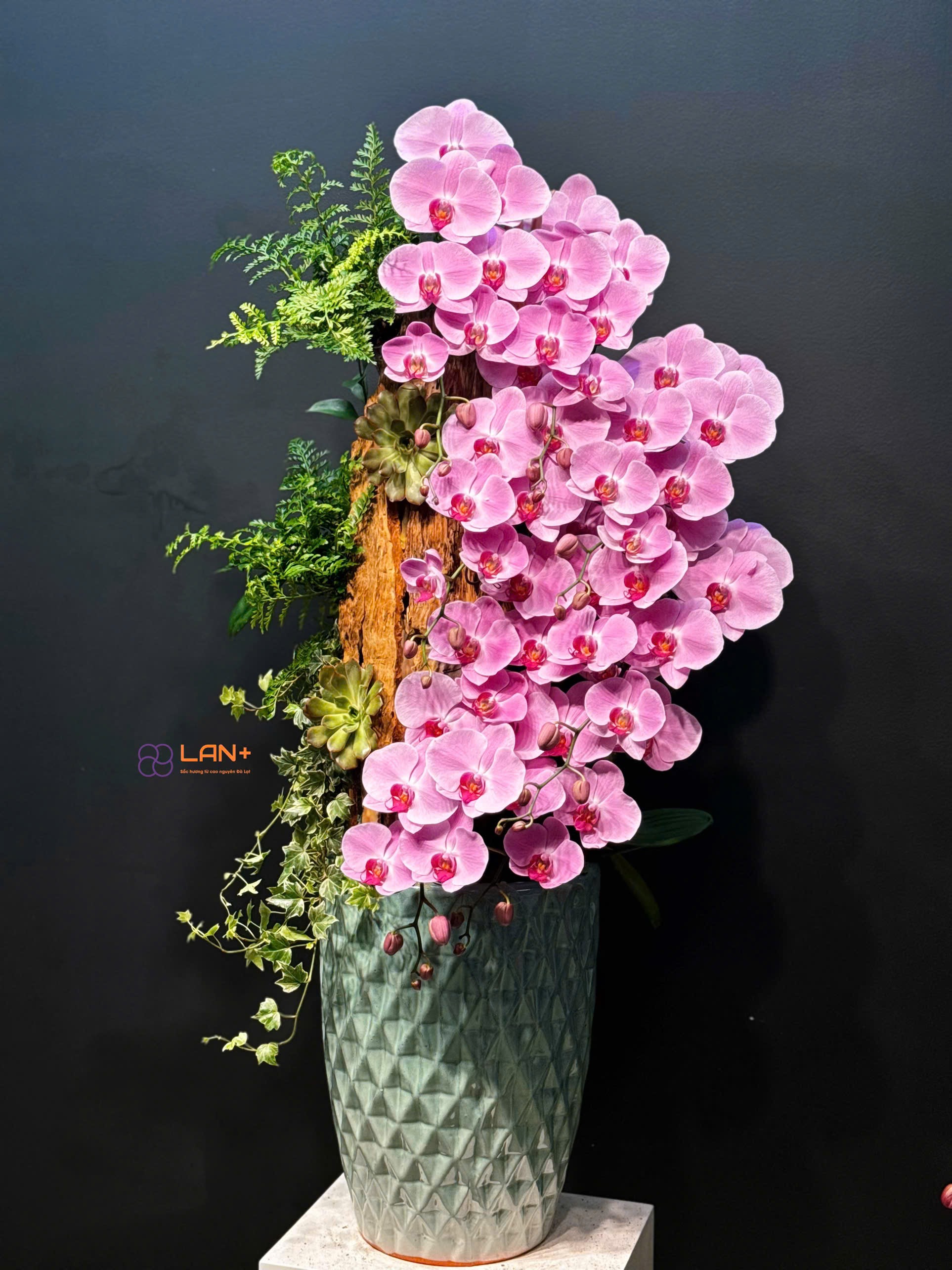 CHẬU TIỂU CẢNH 8 CÀNH LAN ĐẠI