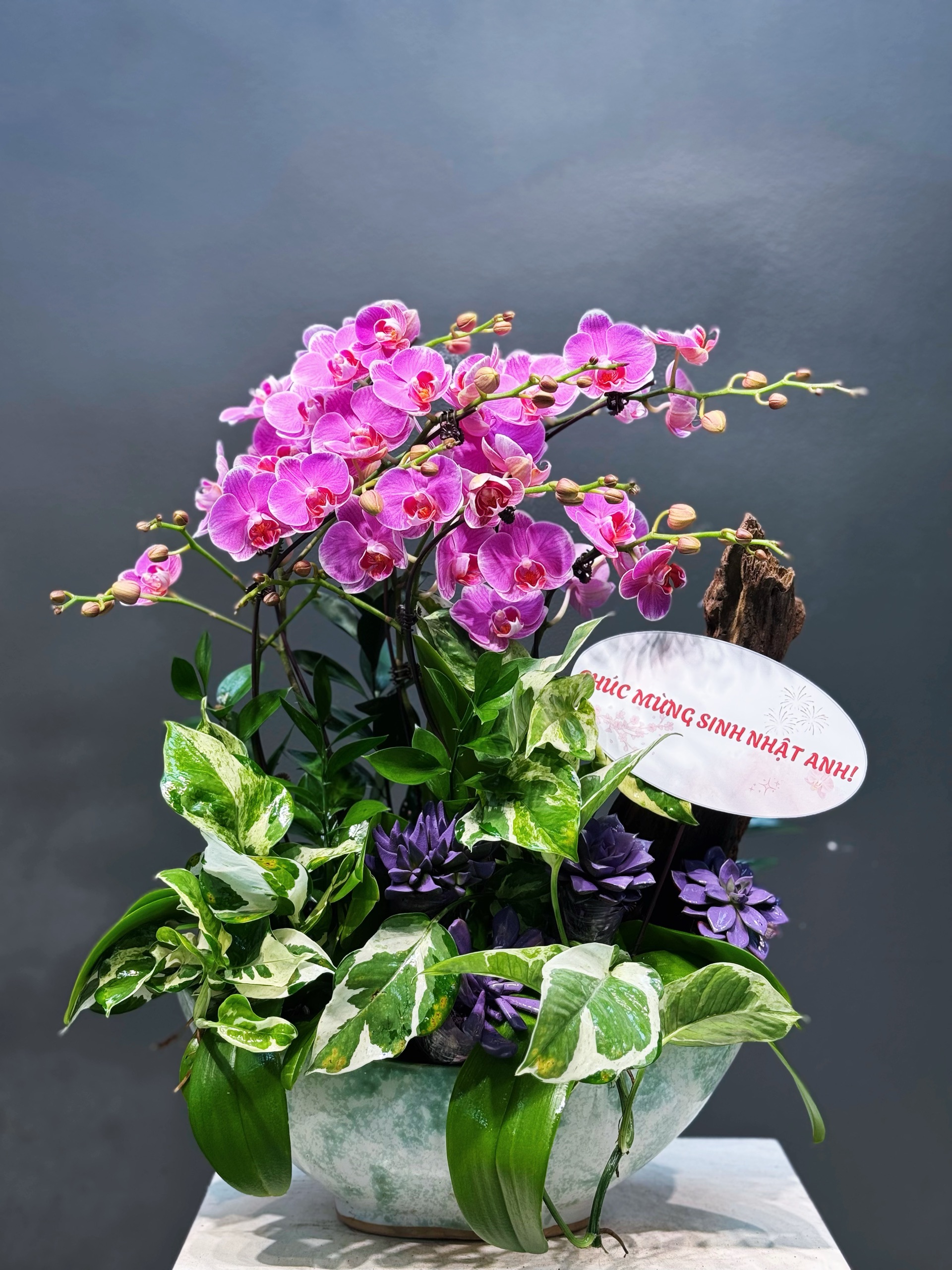 CHẬU THUYỀN TIỂU CẢNH 6 CÀNH LAN MINI