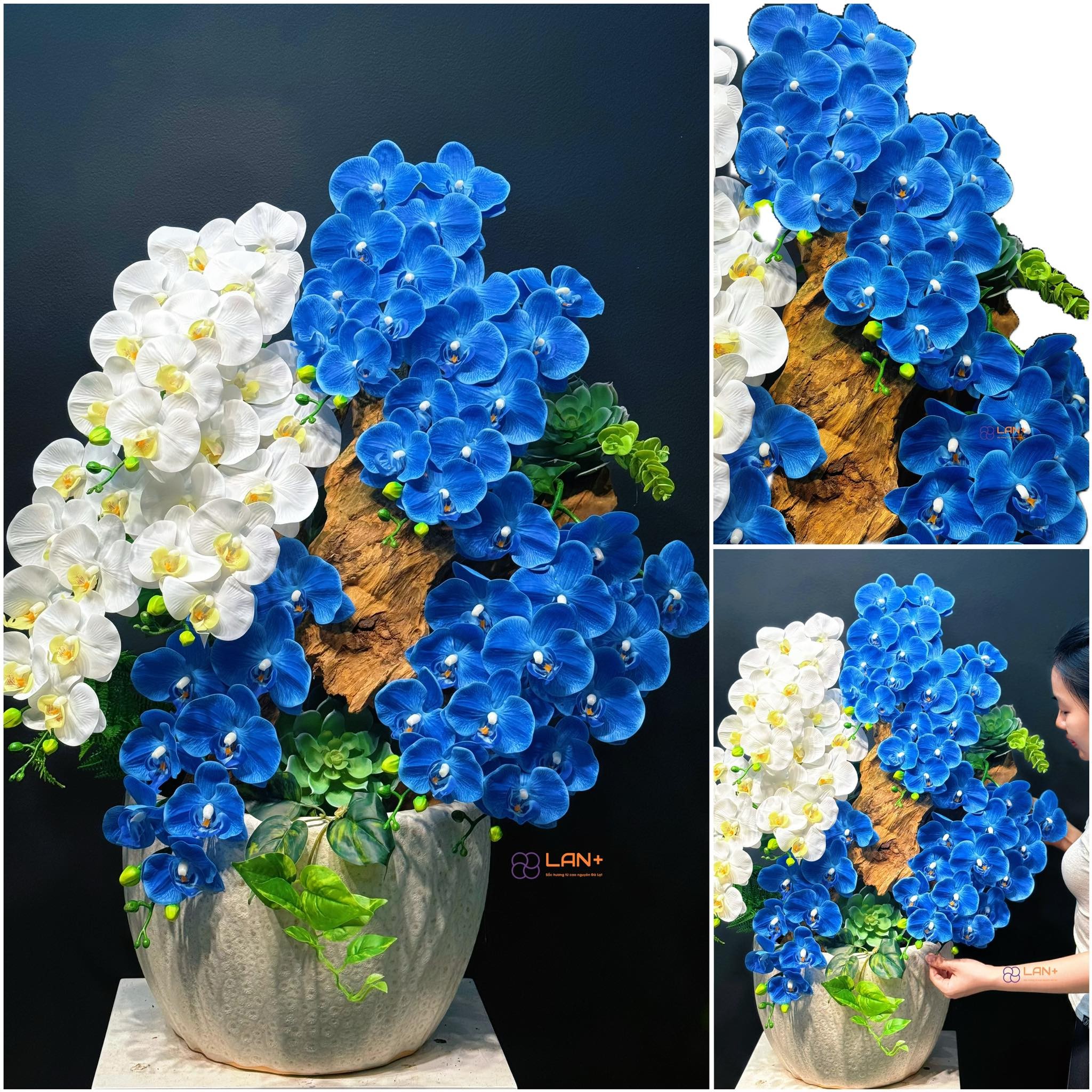 CHẬU TIỂU CẢNH 8 CÀNH LAN LỤA