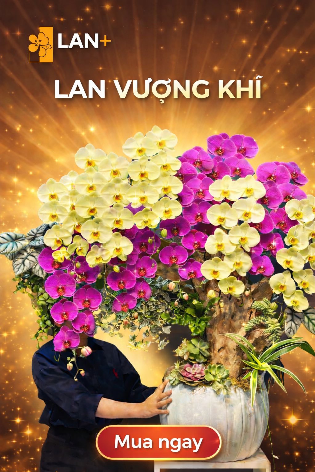 CHẬU LAN TIỂU CẢNH HOA THỊNH VƯỢN