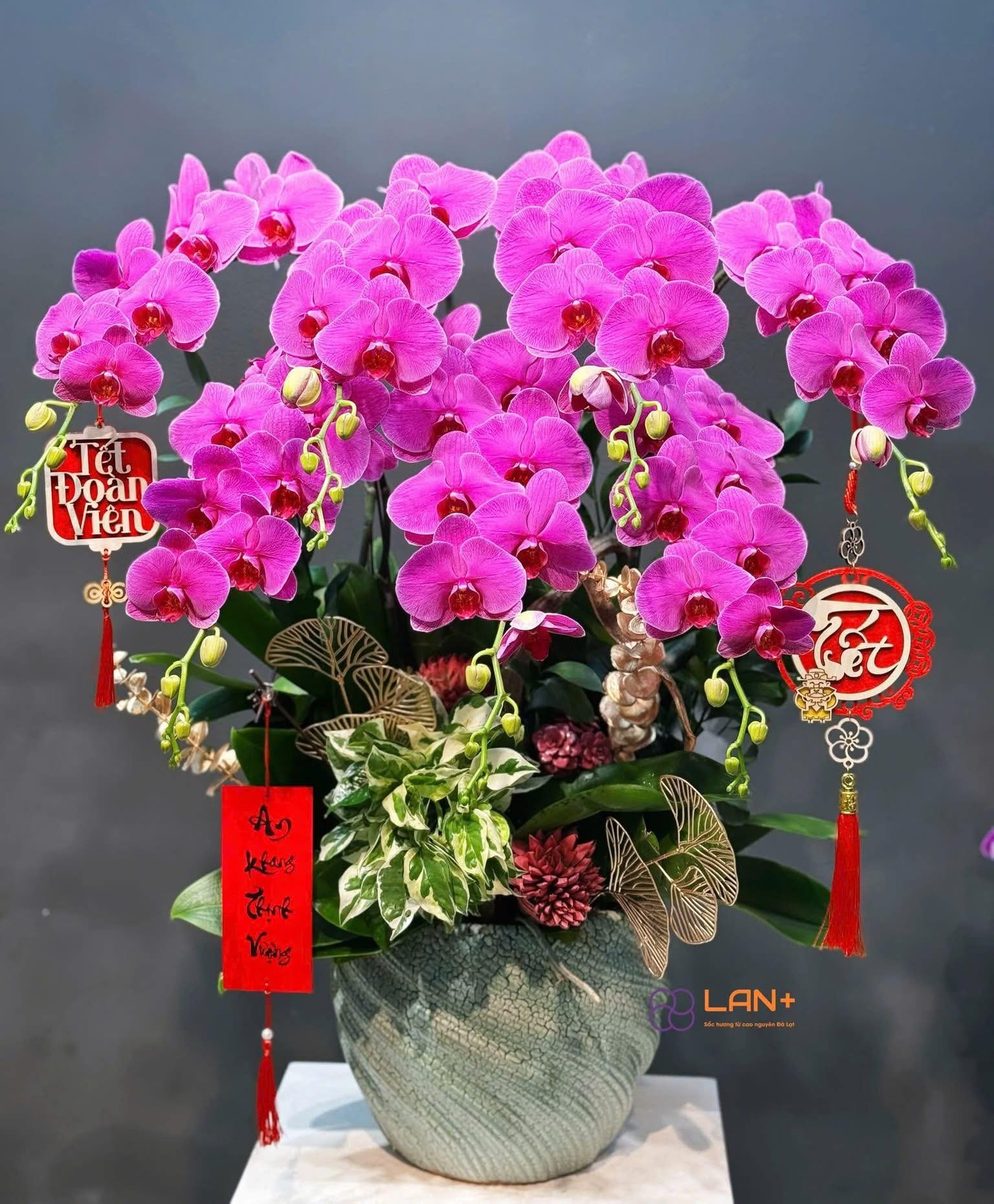 CHẬU 7 CÀNH LAN ĐẠI