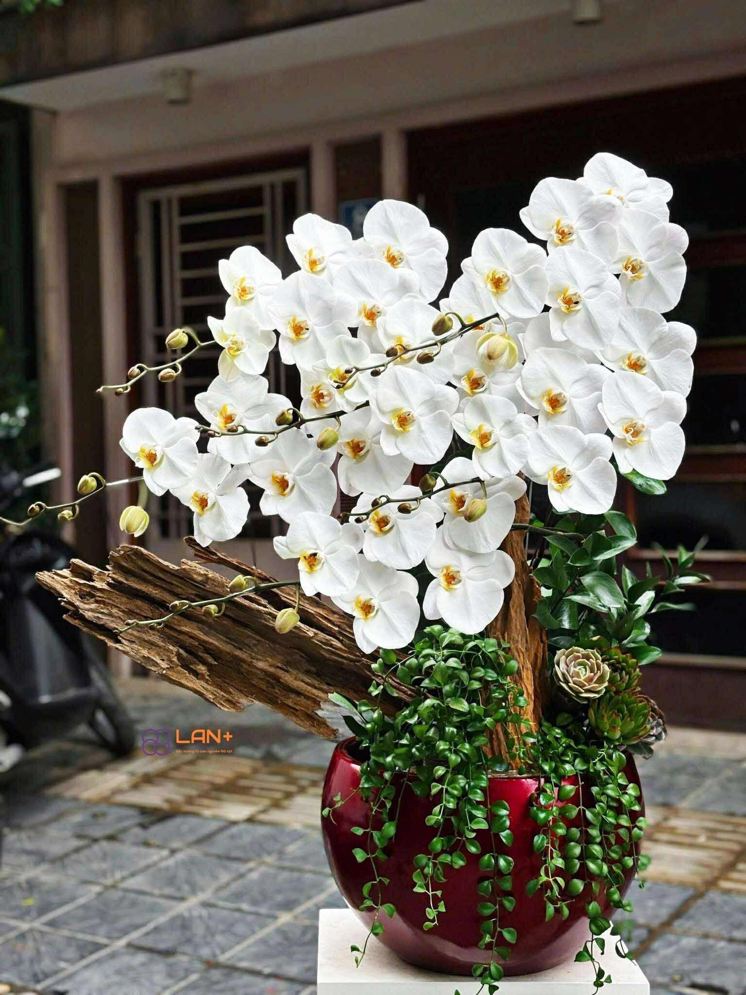 CHẬU TIỂU CẢNH 6 CÀNH LAN ĐẠI