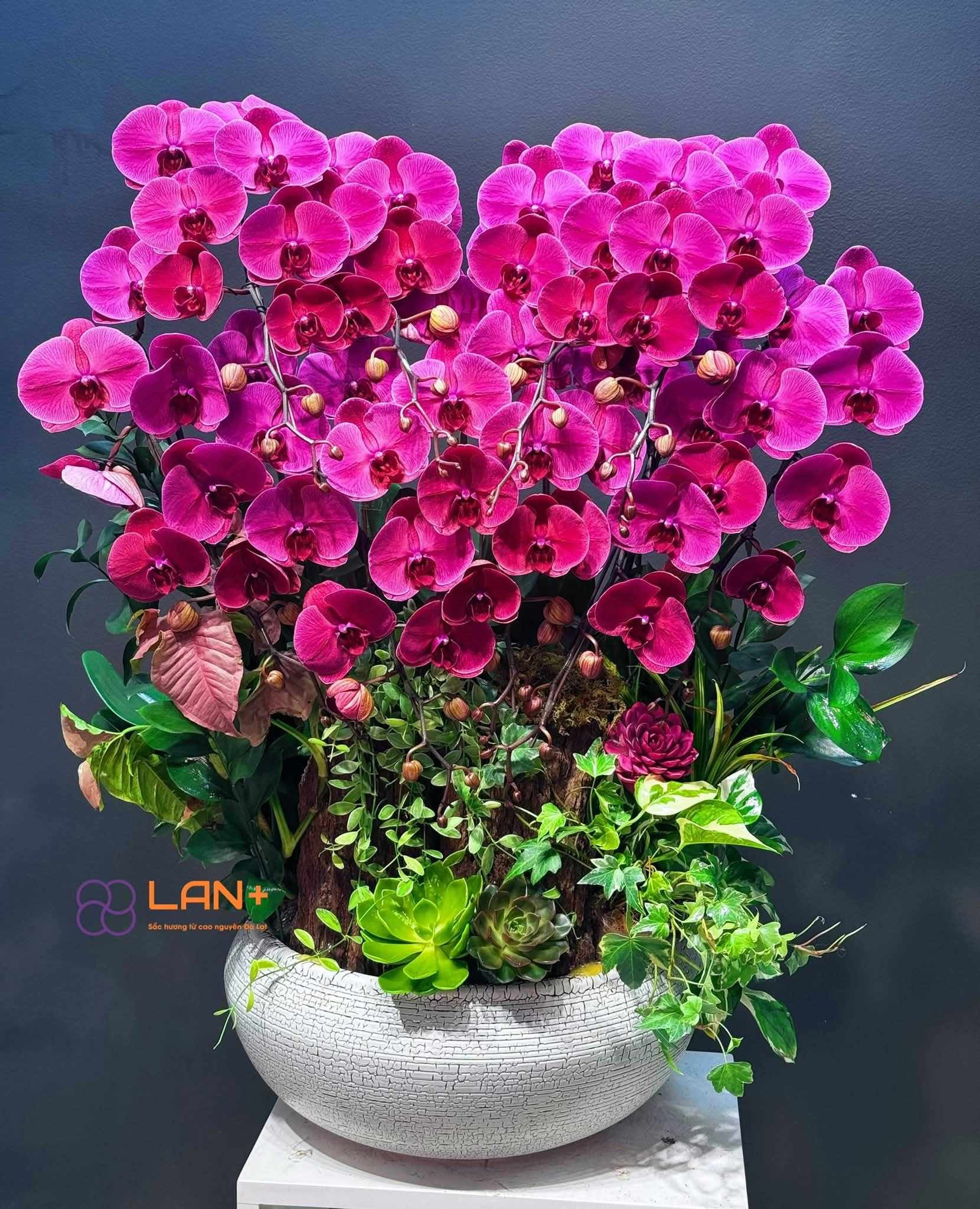 CHẬU TIỂU CẢNH 9 CÀNH ĐỎ