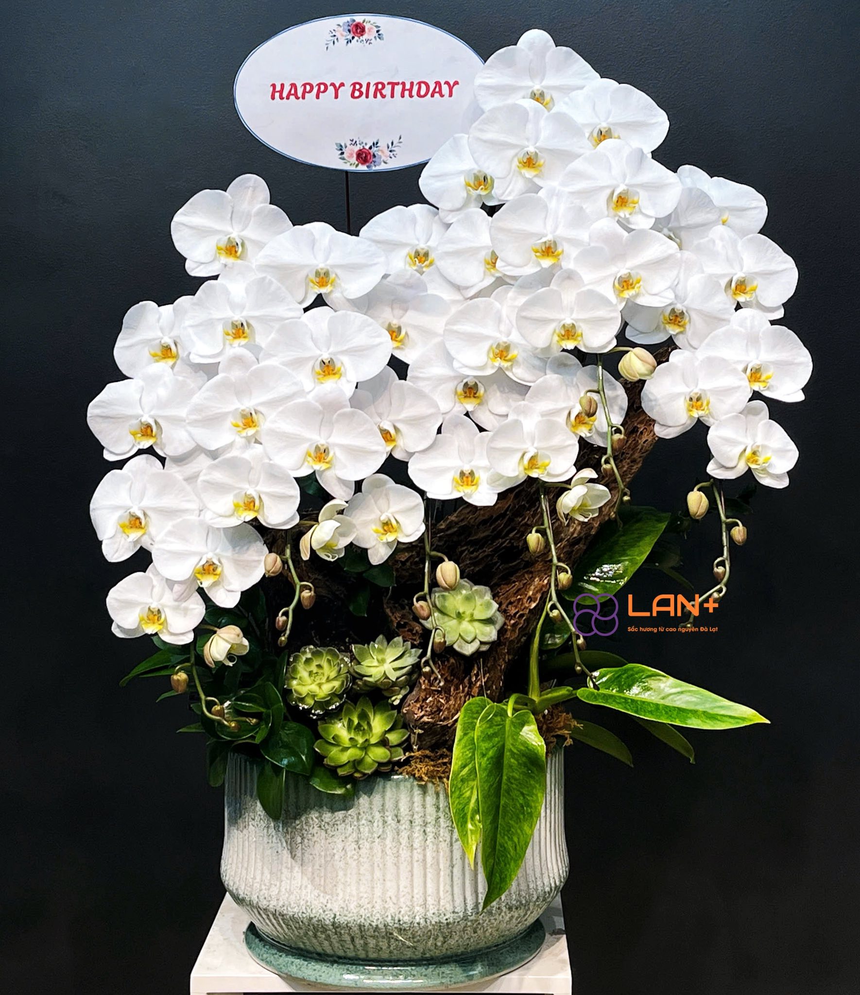 CHẬU TIỂU CẢNH 6 CÀNH LAN ĐẠI