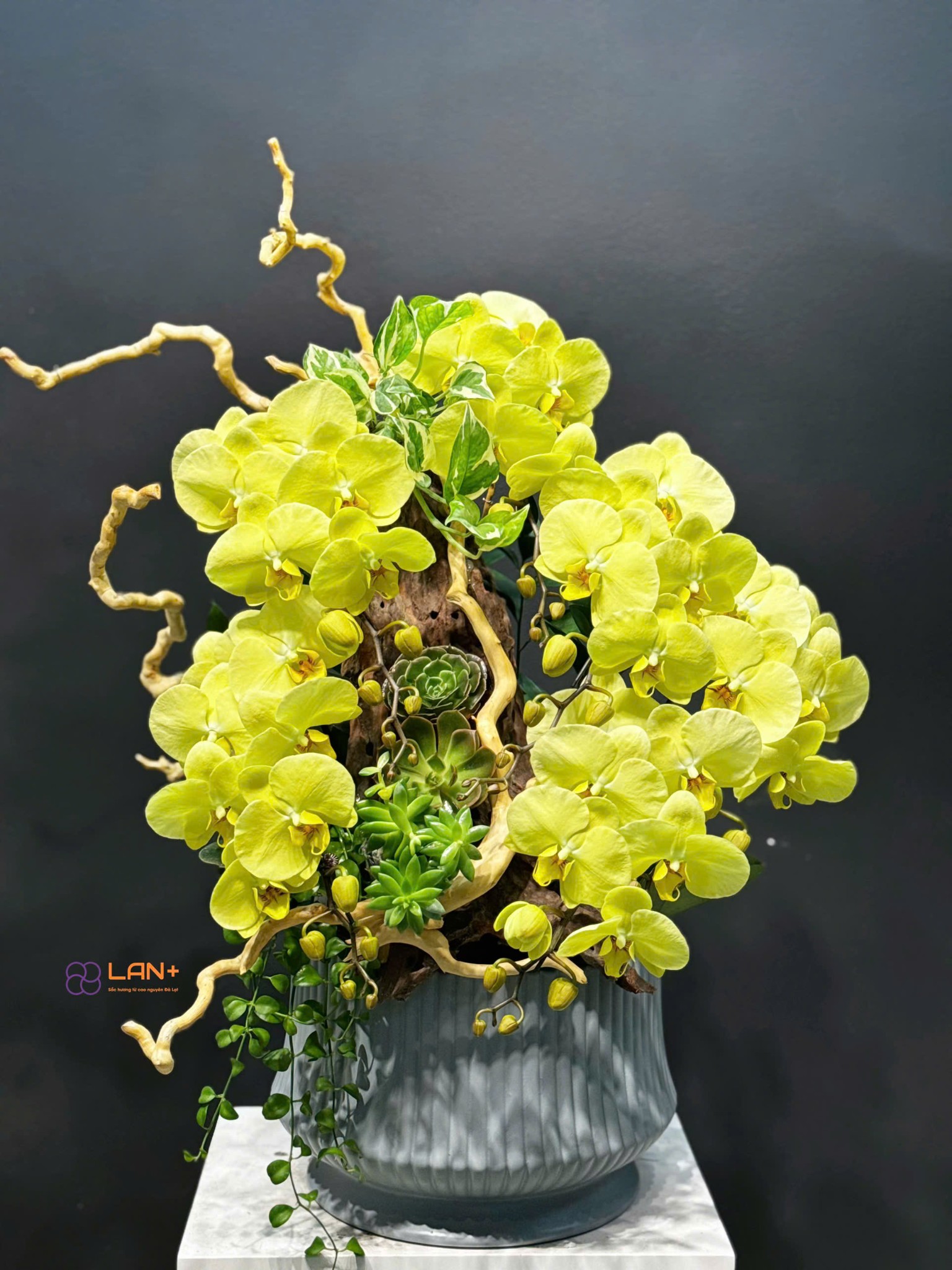 CHẬU TIỂU CẢNH 6 CÀNH XANH MIX LŨA ĐỖ QUYÊN